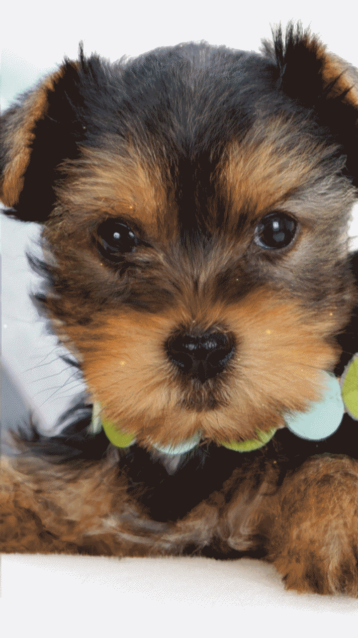 720x1282 yorkshire terrier wallpaper cute puppies. yorkie wallpaper so cute. yorkshire terrier hairstyles. Puppy wallpaper, Yorkie terrier, Yorkie