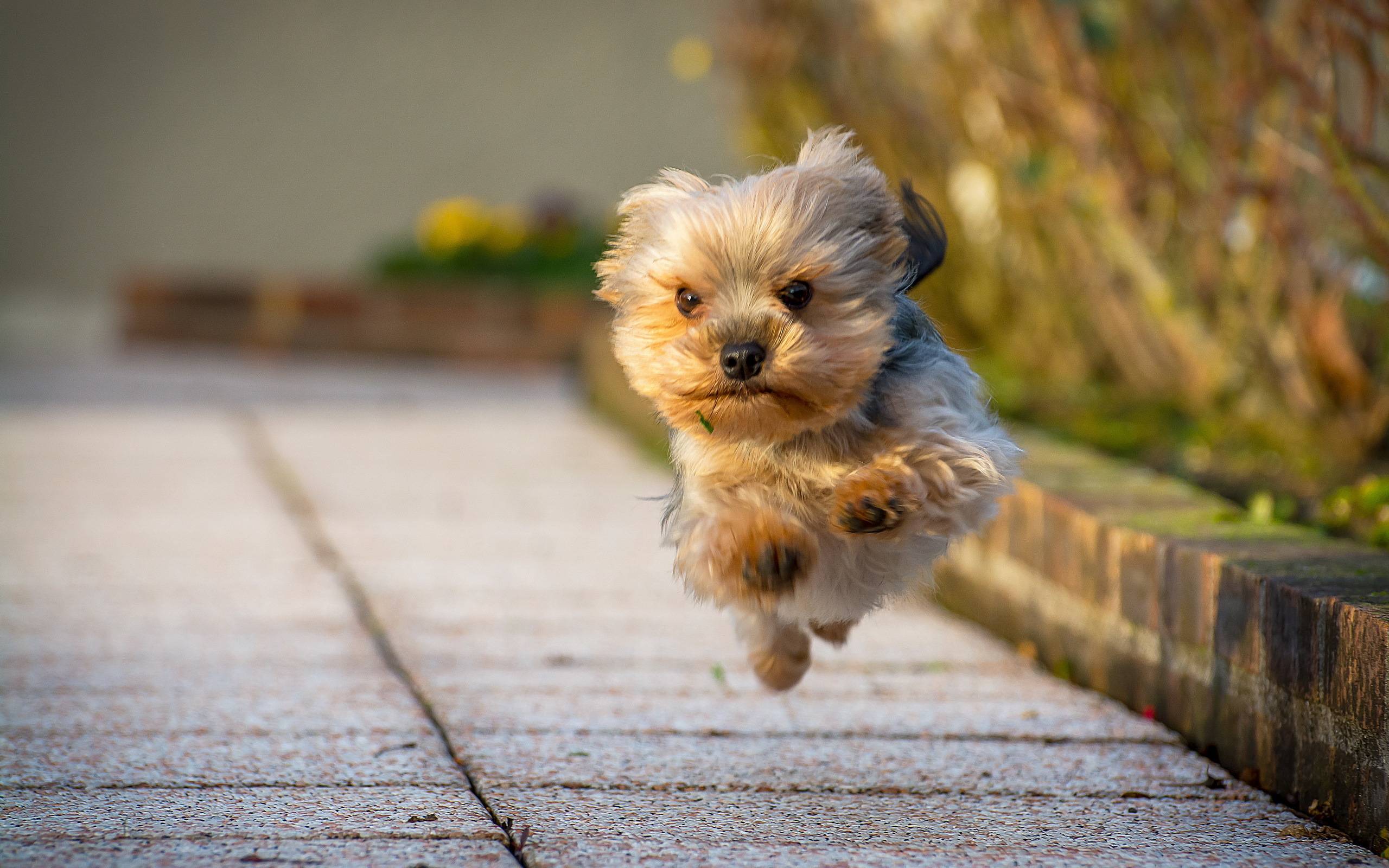 2560x1600 Yorkshire Terrier Dog Wallpaper