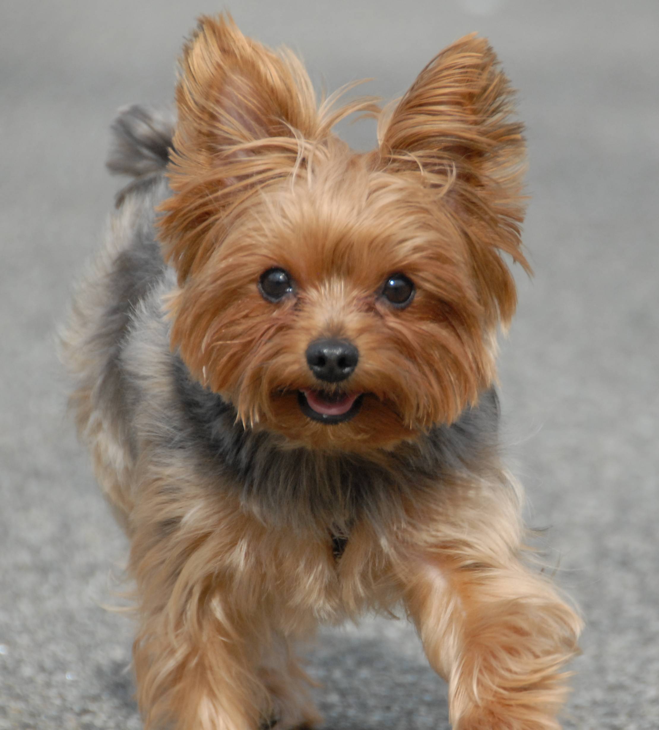 2220x2456 Free download Yorkie Yorkshire Terriers Yorkies Wallpaper [2220x2456] for your Desktop, Mobile & Tablet. Explore Yorkie Picture Wallpaper. Teacup Yorkie Wallpaper, Yorkie Dog Wallpaper, Free Yorkie Wallpaper to Download