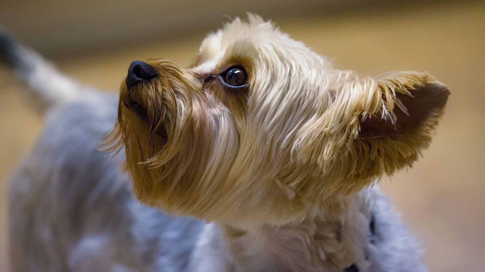 1920x1080 Yorkshire Terrier Dog Wallpaper