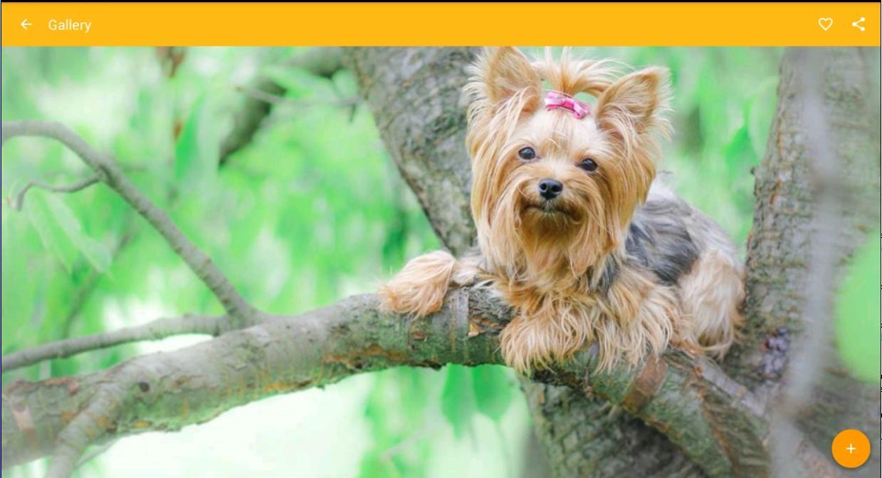 1239x671 Yorkshire Terrier Dog Wallpaper for Android
