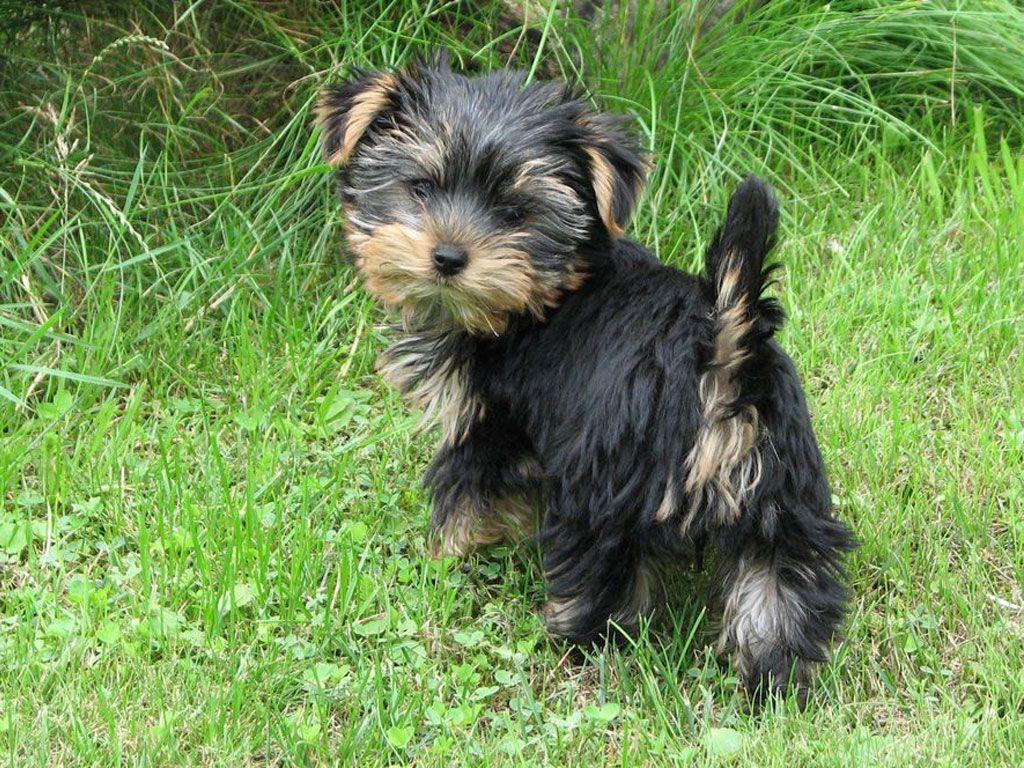 1024x768 Yorkshire terrier black puppy wallpaper. Puppies, Yorkshire terrier, Yorkshire terrier dog