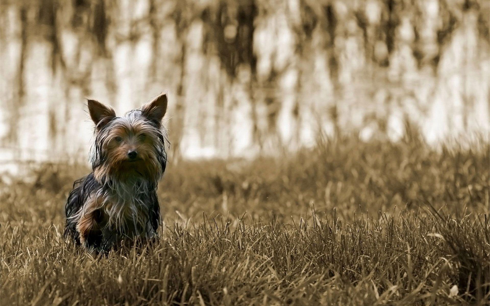 1920x1200 Yorkshire Terrier Dog Wallpaper. Yorkshire Terrier Dog Picture