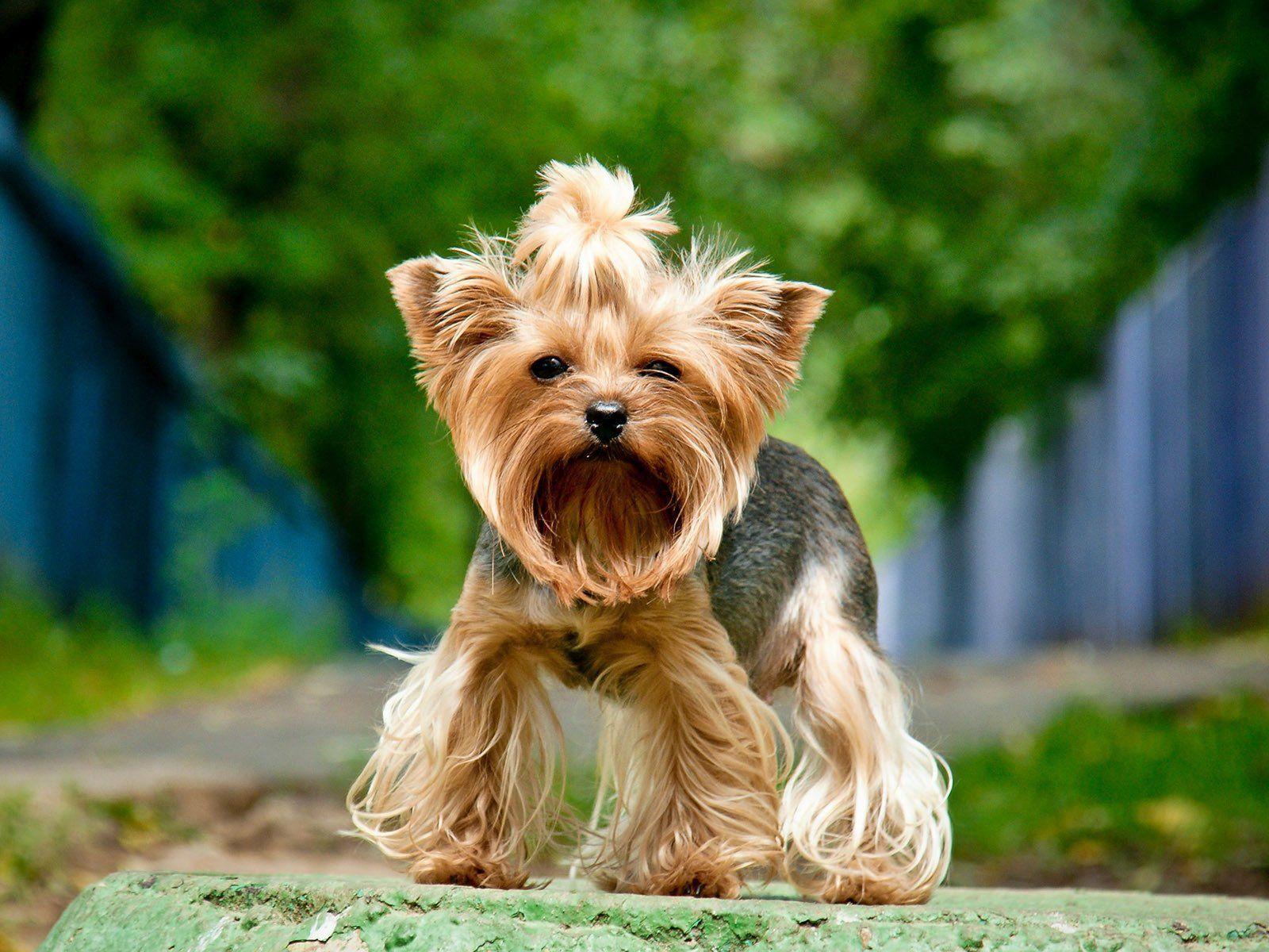 1600x1200 Desktop Wallpaper Cute Yorkshire Terrier Dog, HD Image, Picture, Background, X56qnr