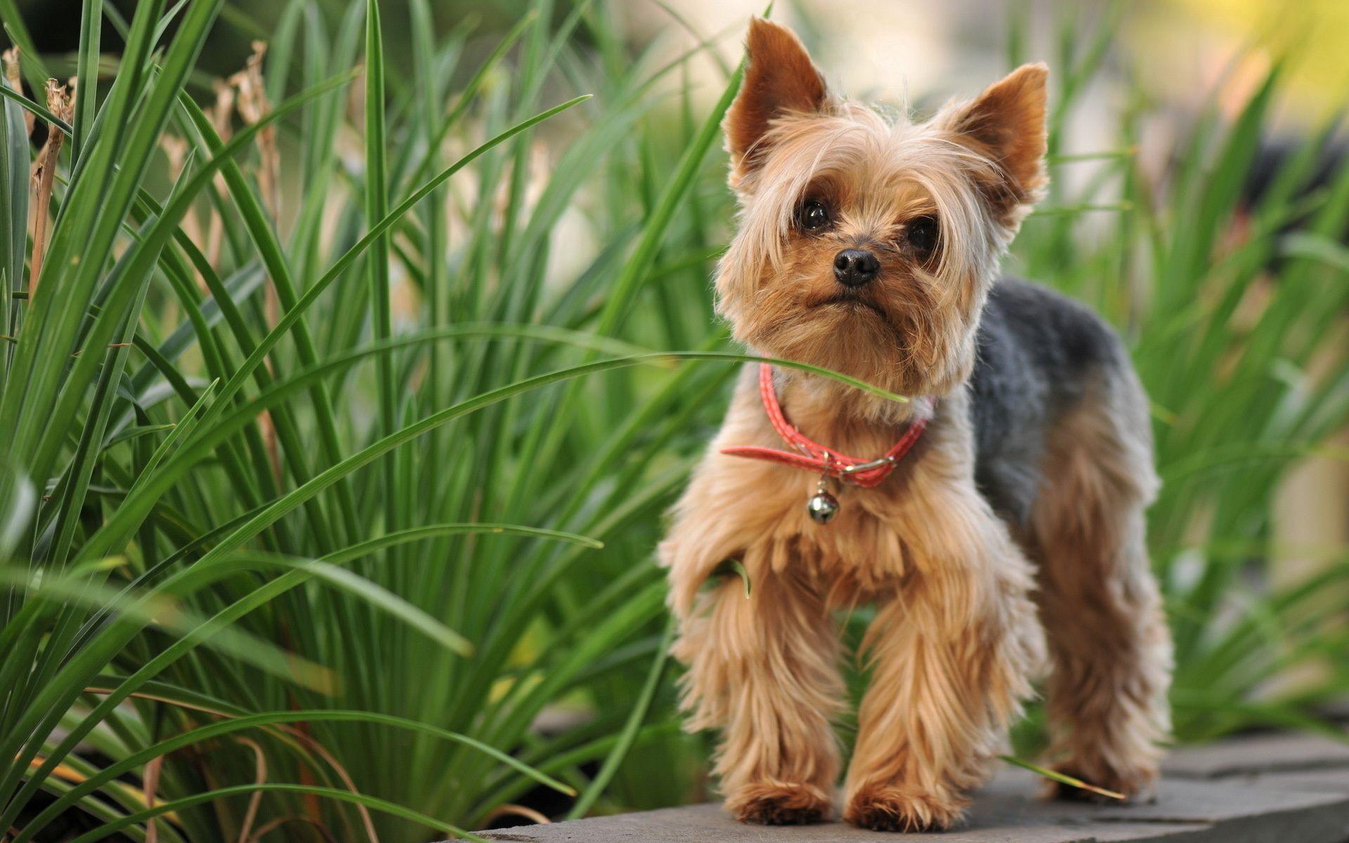 1920x1200 Picture Yorkshire terrier dog Grass animal 1920x1200