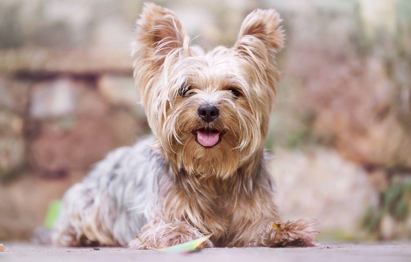Dog Nail Trimming Near Me Is Crucial For Your Furry Friends Health And Well-being
