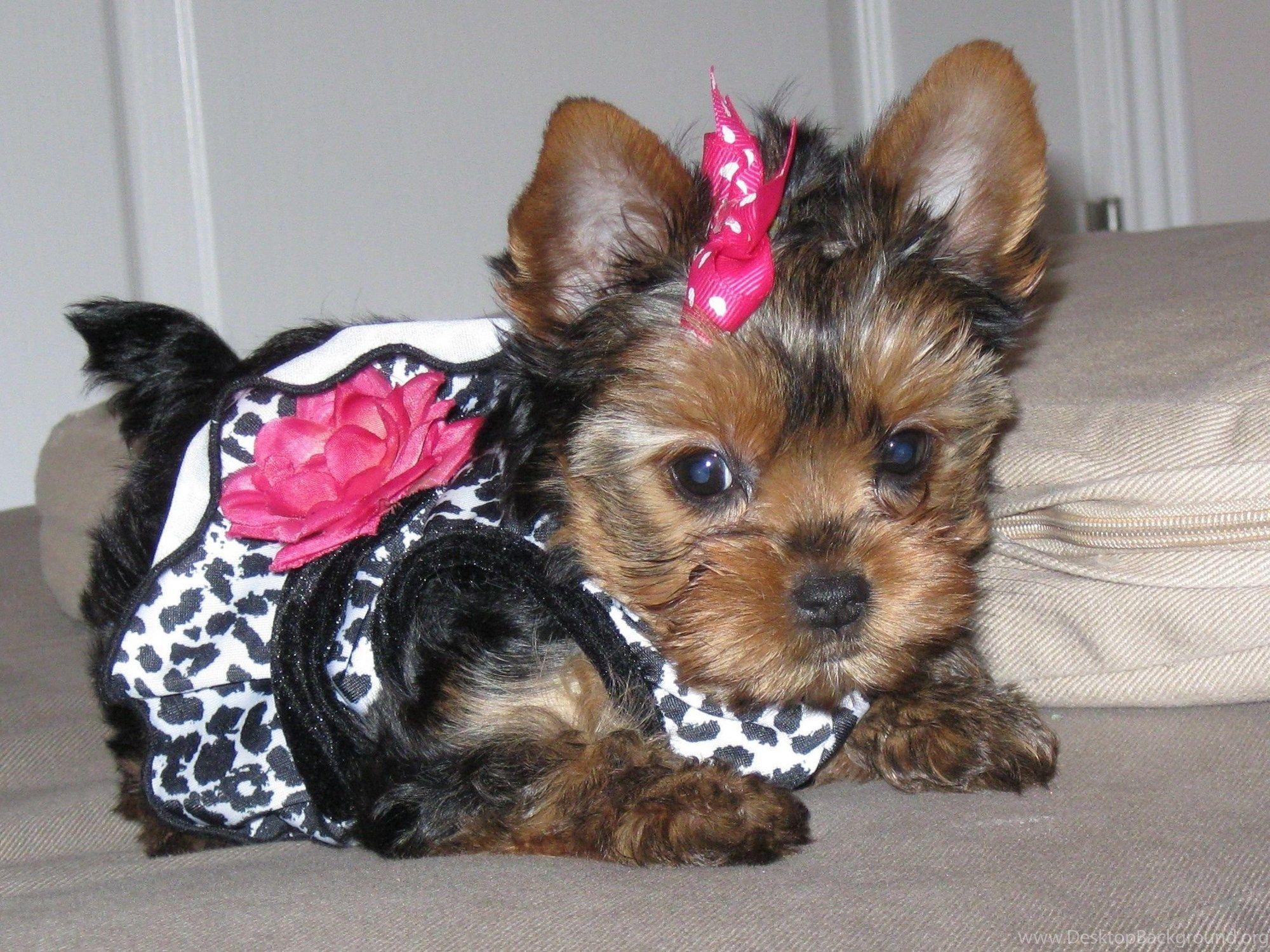 2000x1500 Yorkie And Yorkshire Terrier The Dog Wallpaper Best The Dog. Desktop Background