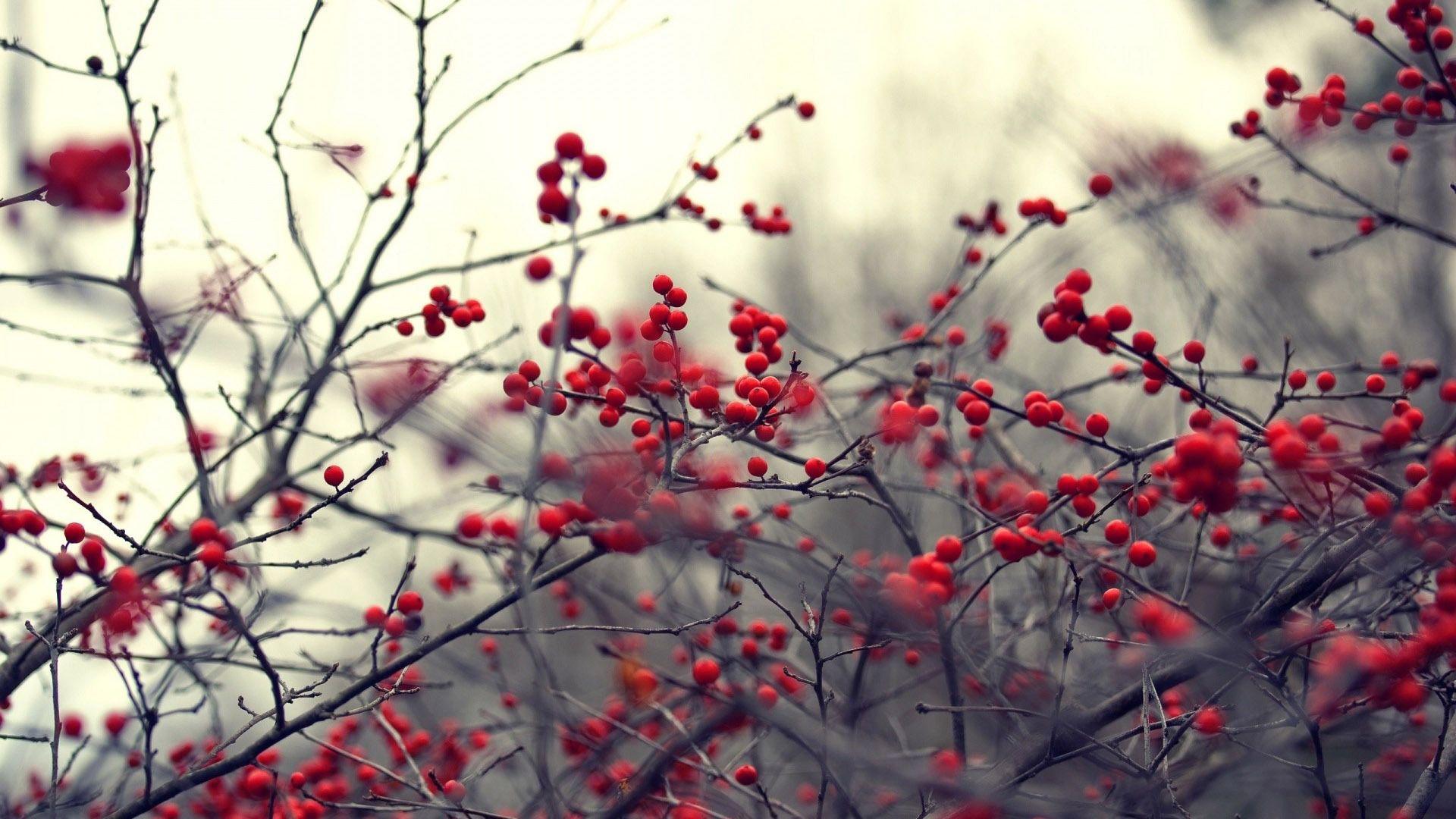 1920x1080 Winter Berries Wallpaper