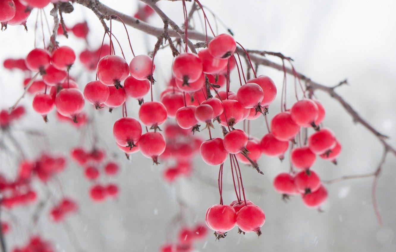 1332x850 Wallpaper winter, berries, branch image for desktop, section природа
