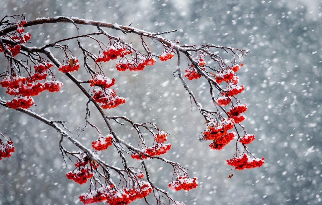 Winter Berries Wallpapers - Top Free Winter Berries Backgrounds