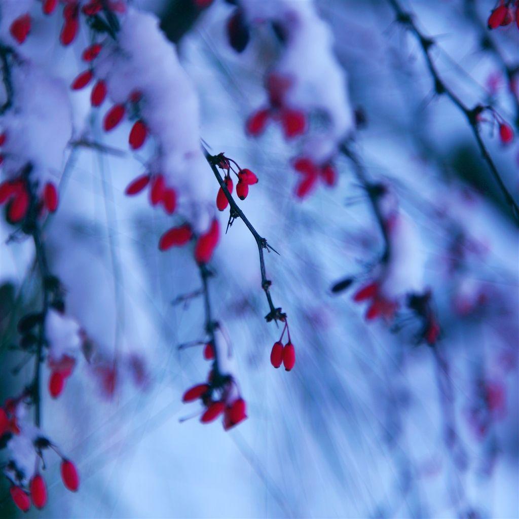 1024x1024 Winter Snowy Red Berries Branch IPad Air Wallpaper Download. IPhone Wallpaper, IPad Wallpaper One Stop Dow. IPad Air Wallpaper, Red Berries, Pretty Background