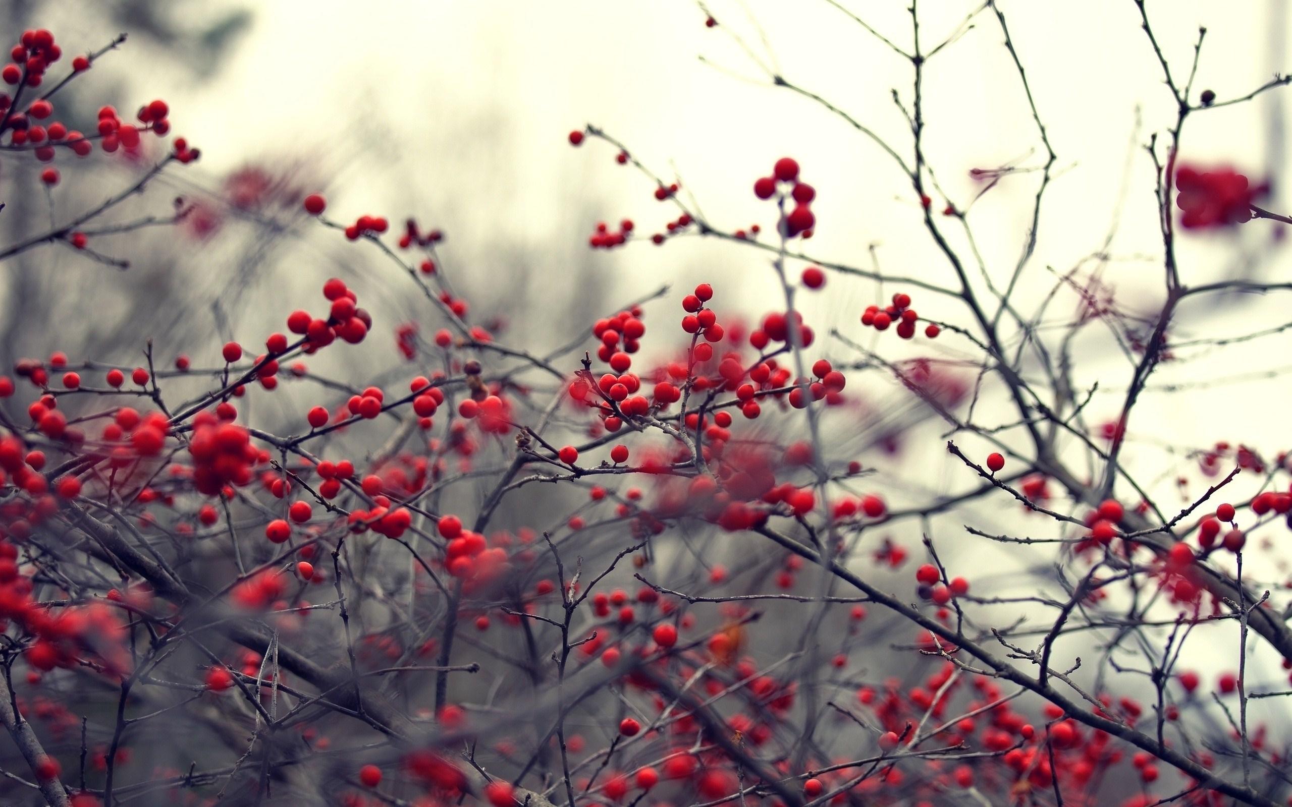 2560x1600 Winter Berries Wallpaper