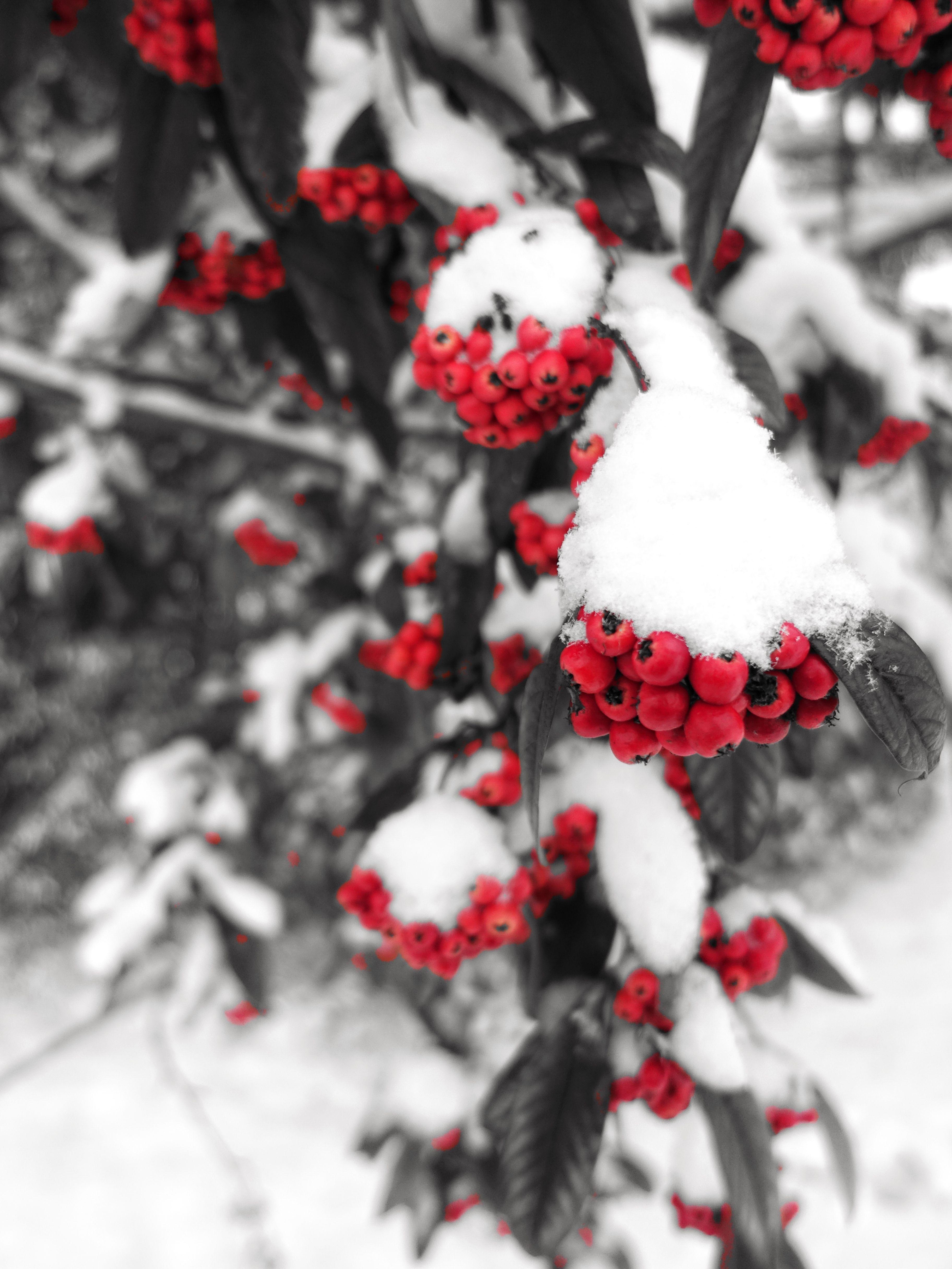 3648x4864 Download wallpaper 3648x4864 rowan, snow, berries, branch, winter HD background