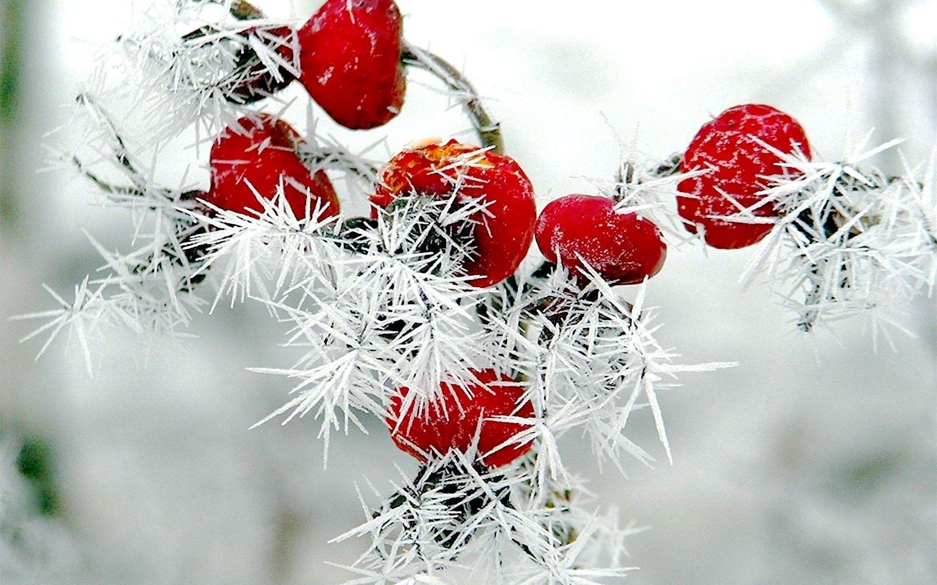 Winter Berries Wallpapers - Top Free Winter Berries Backgrounds