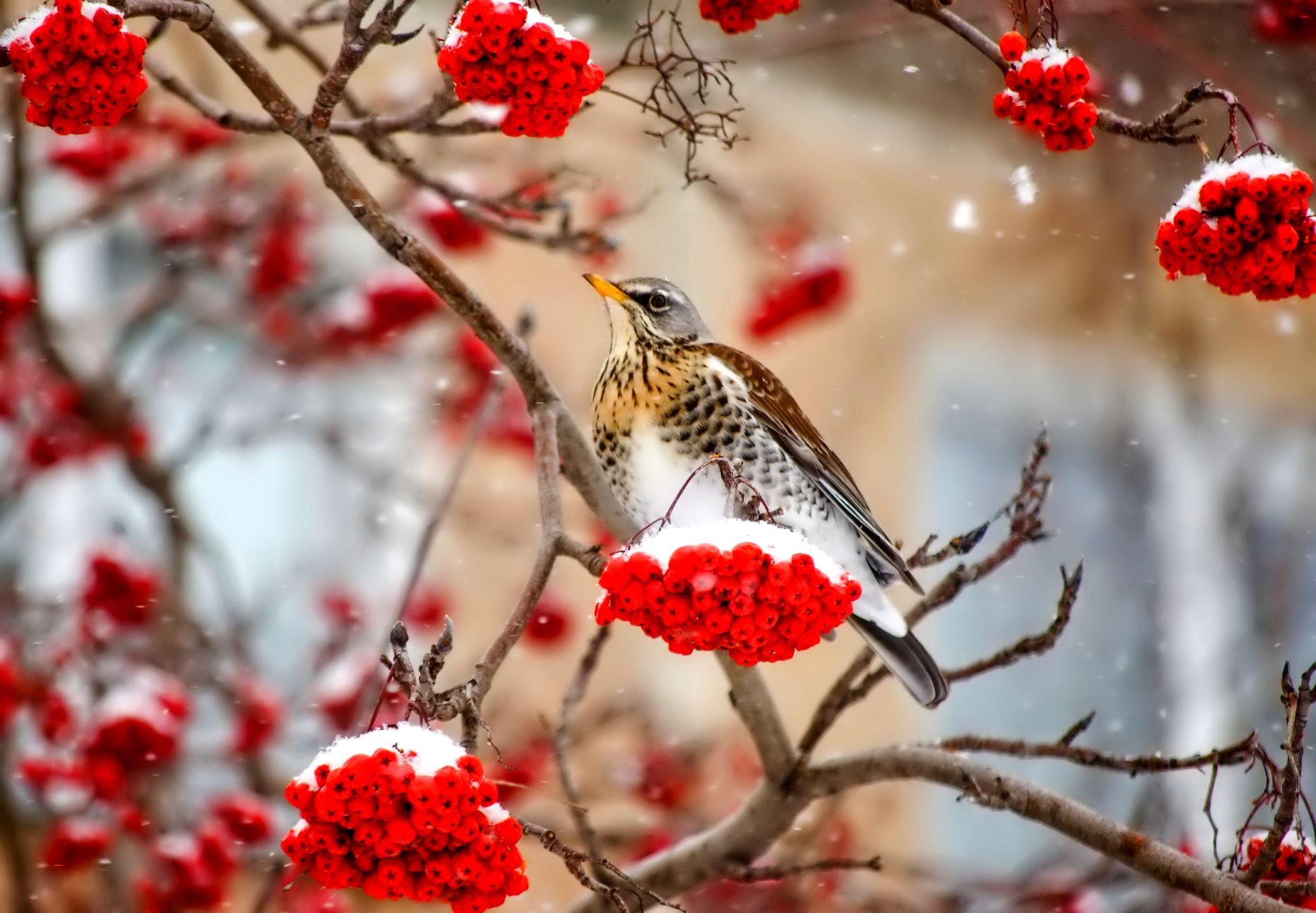2048x1420 Picture bird rowan Winter Nature Snow Berry Branches 2048x1420
