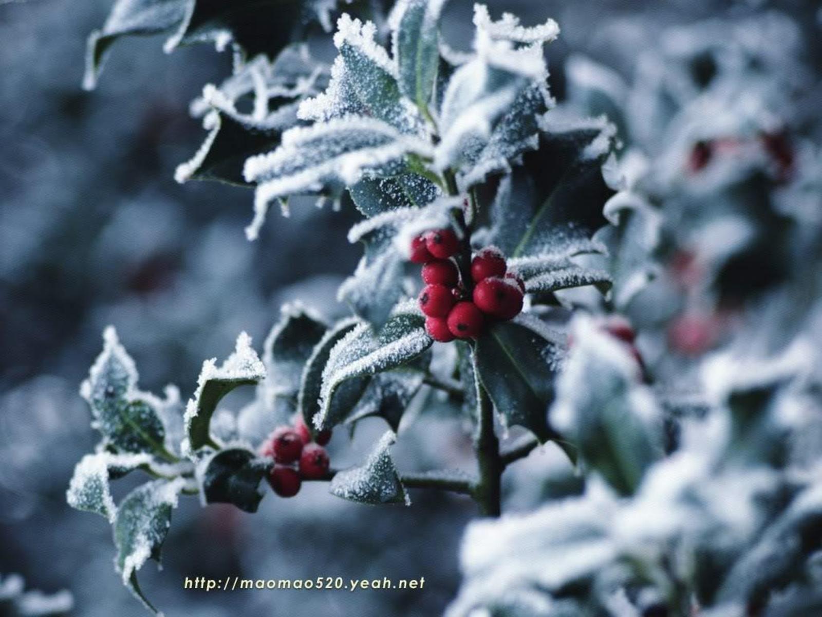 Winter Berries Wallpapers - Top Free Winter Berries Backgrounds