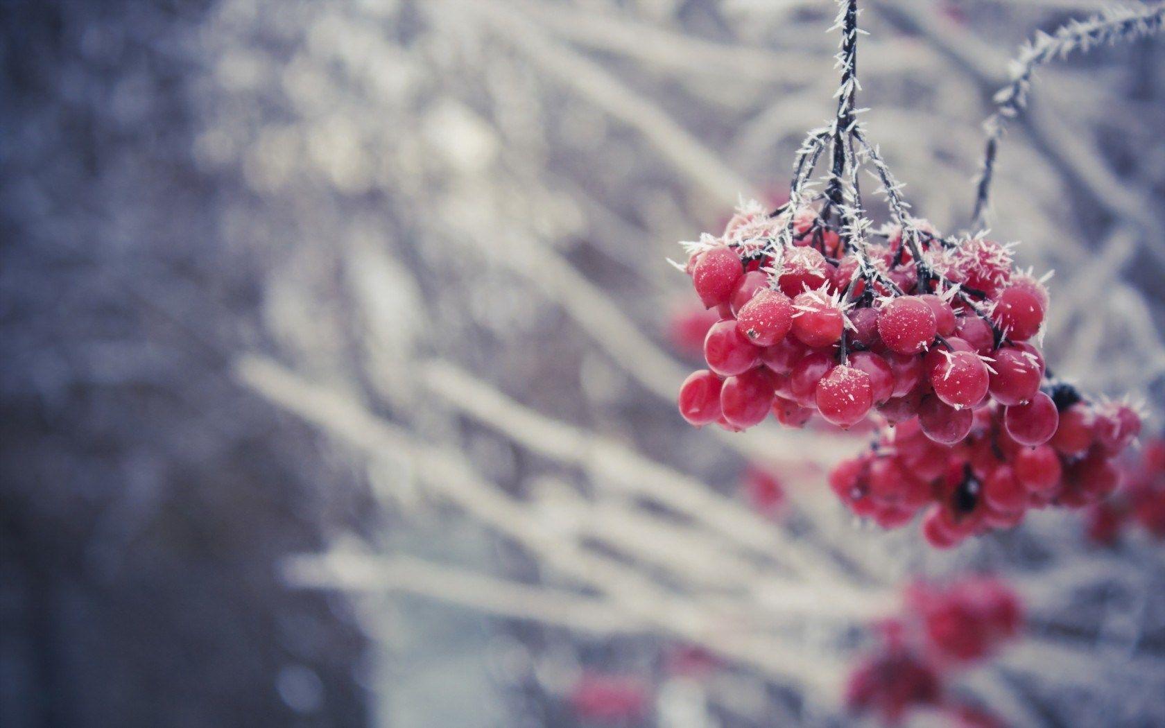 Winter Berries Wallpapers - Top Free Winter Berries Backgrounds