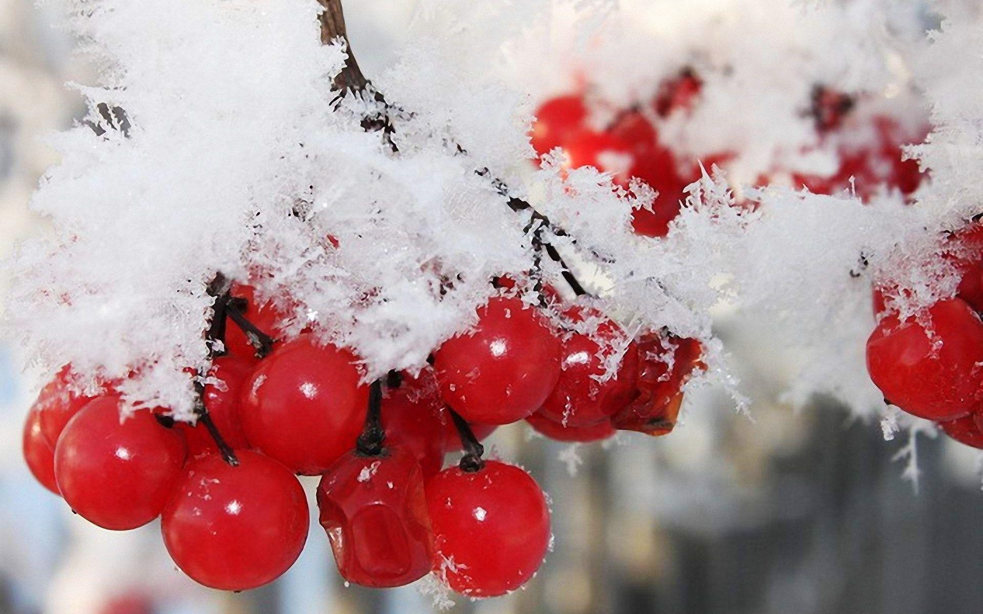 1920x1200 nature, Winter, First, Snow, Red, Berries, Fruits, Cranberry Wallpaper HD / Desktop and Mobile Background