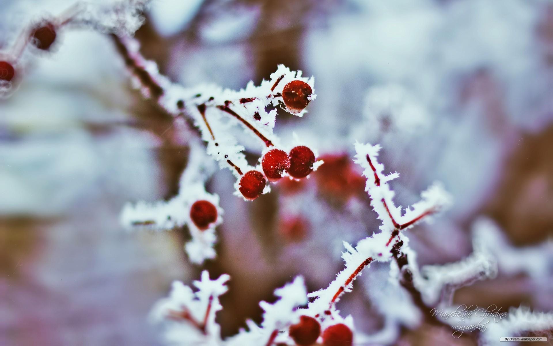 1920x1200 Winter Berries Wallpaper (1920x1200 px, 306.83 Kb)