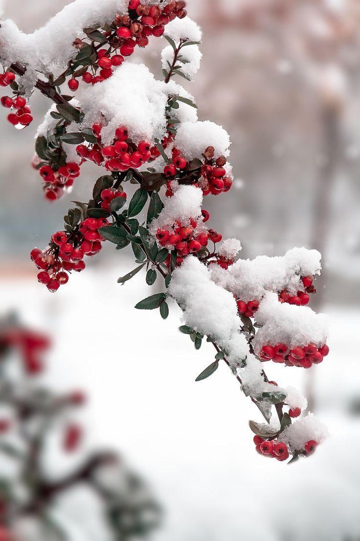 Winter Berries Wallpapers - Top Free Winter Berries Backgrounds