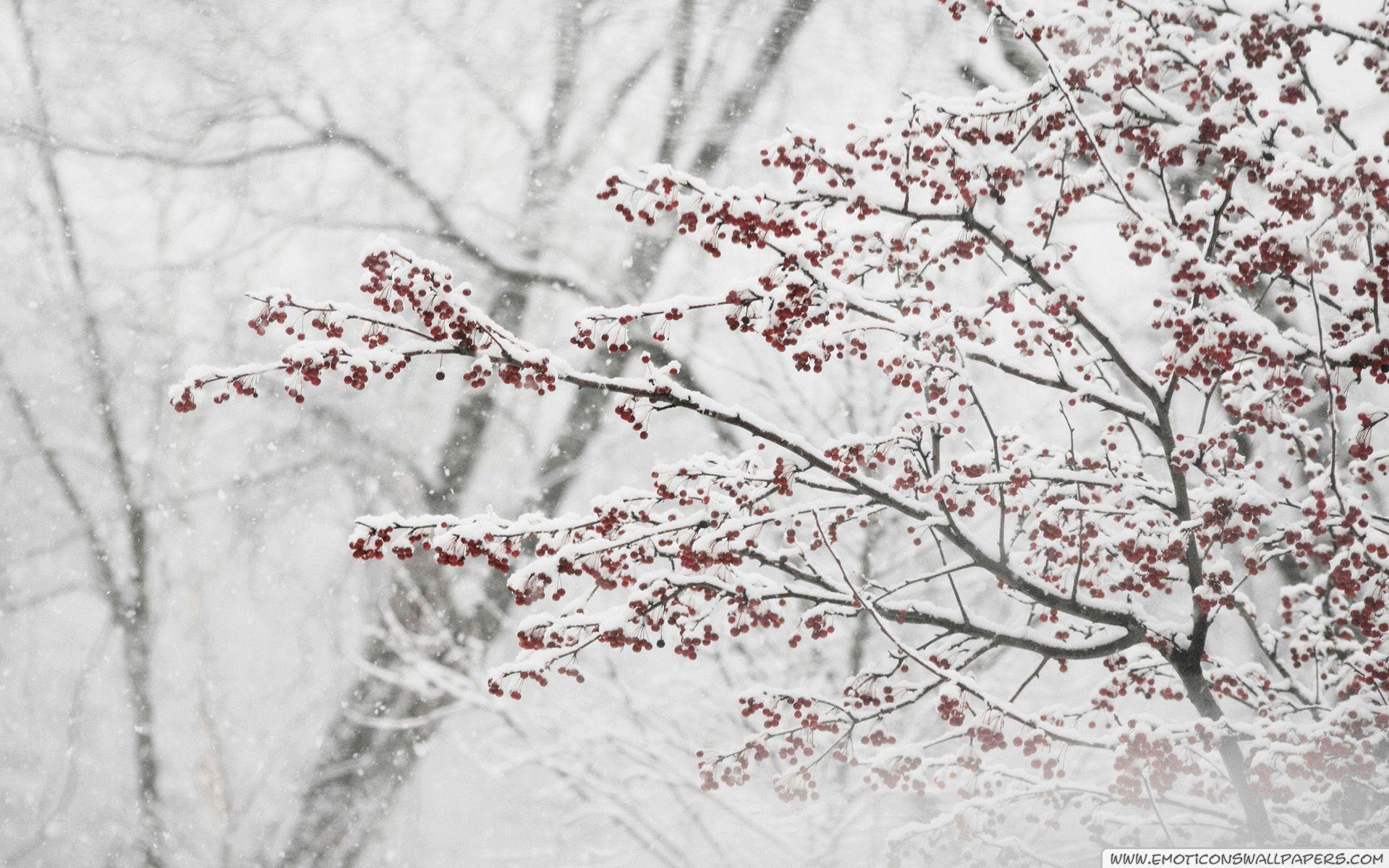 1920x1200 Snowstorm Wallpaper. Snowstorm Wallpaper, Snowstorm Wallpaper Eerie and Chickadee Snowstorm Wallpaper