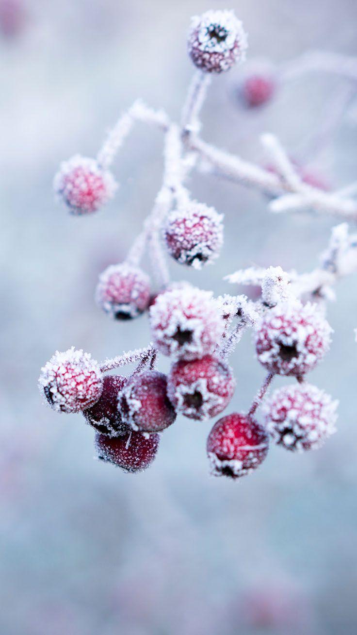 736x1308 Wonderful Winter World iPhone X Wallpaper