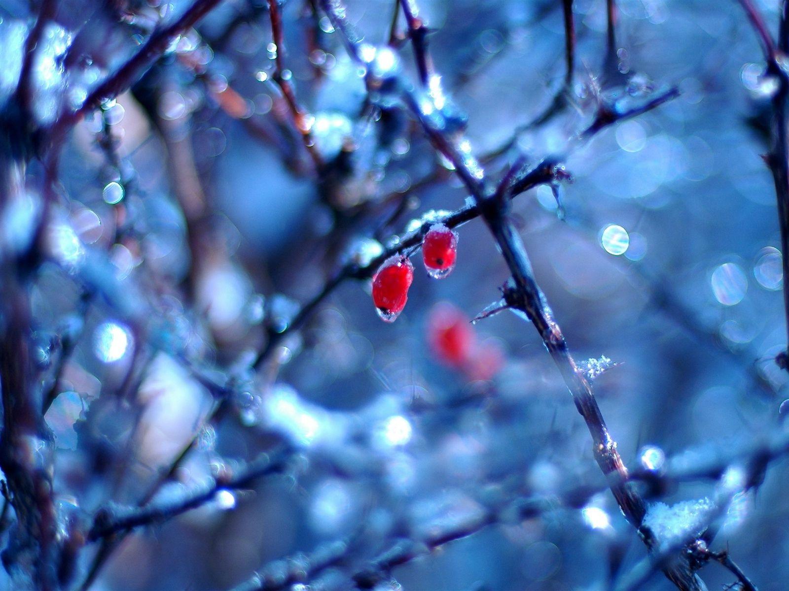 Winter Berries Wallpapers - Top Free Winter Berries Backgrounds