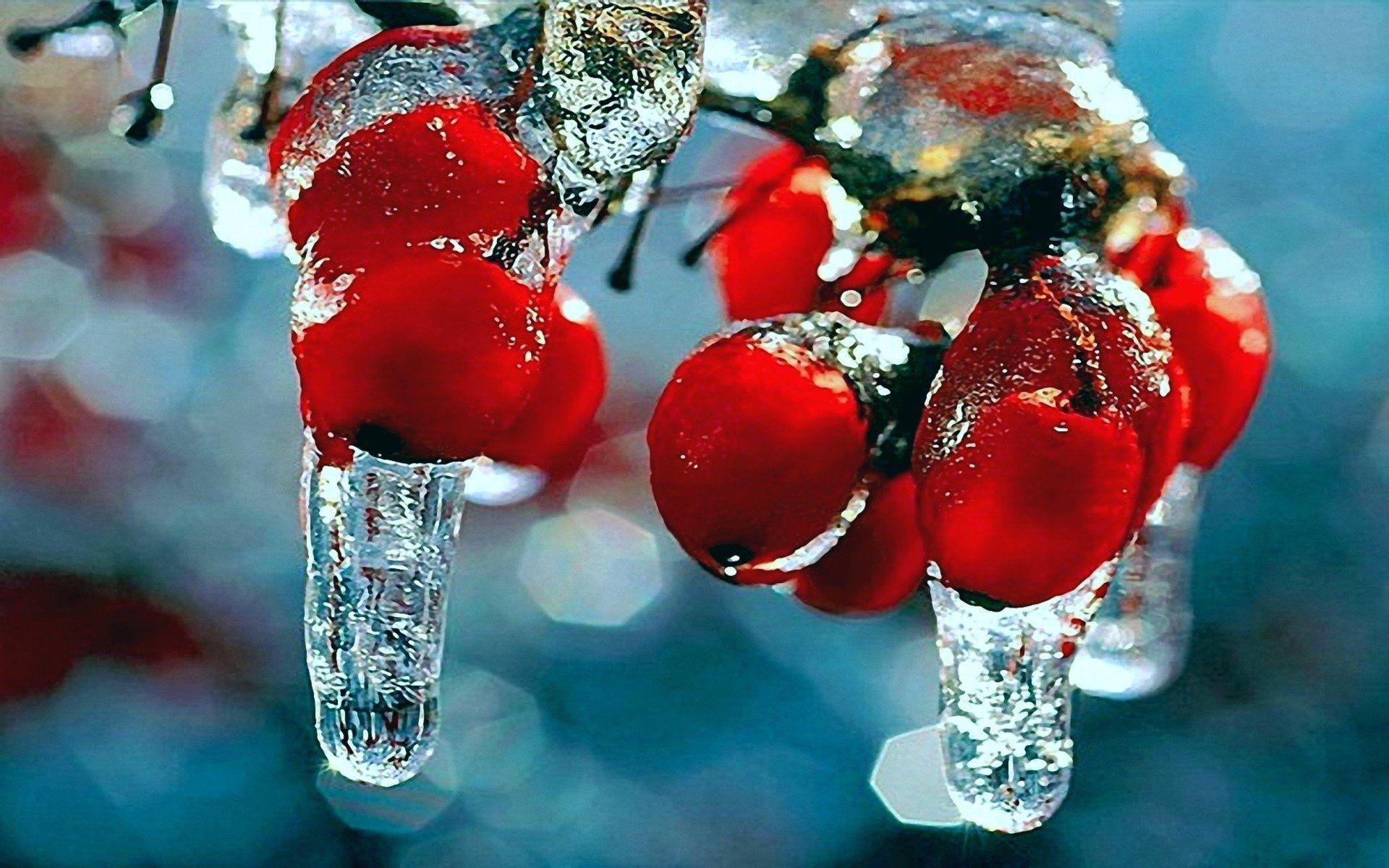 1920x1200 Free download snow frost red berries fruits rosehips icicles wallpaper background [1920x1200] for your Desktop, Mobile & Tablet. Explore Winter Berries Wallpaper. Berry Wallpaper for Walls