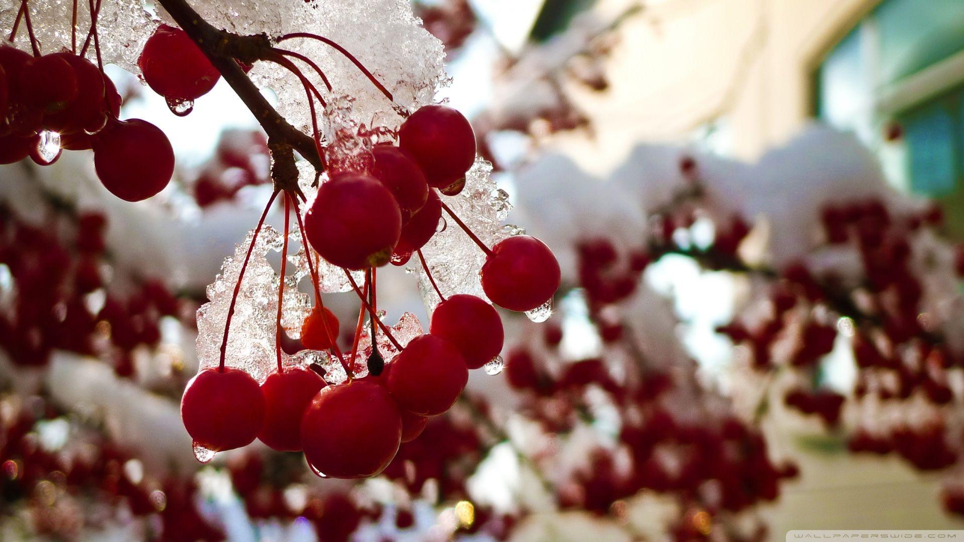 1920x1080 Download Snow Covered Berries Wallpaper 1920x1080