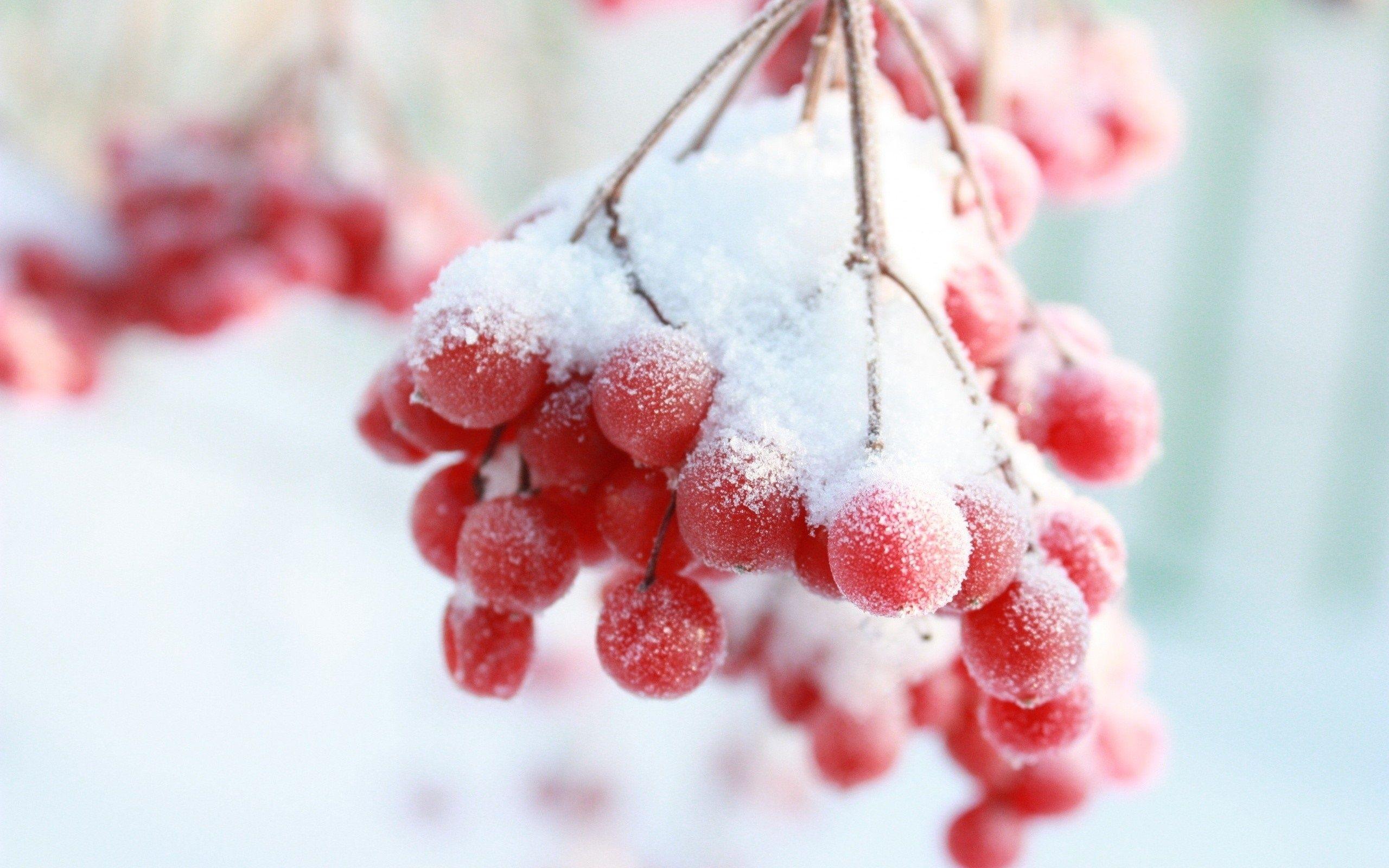 Winter Berries Wallpapers - Top Free Winter Berries Backgrounds