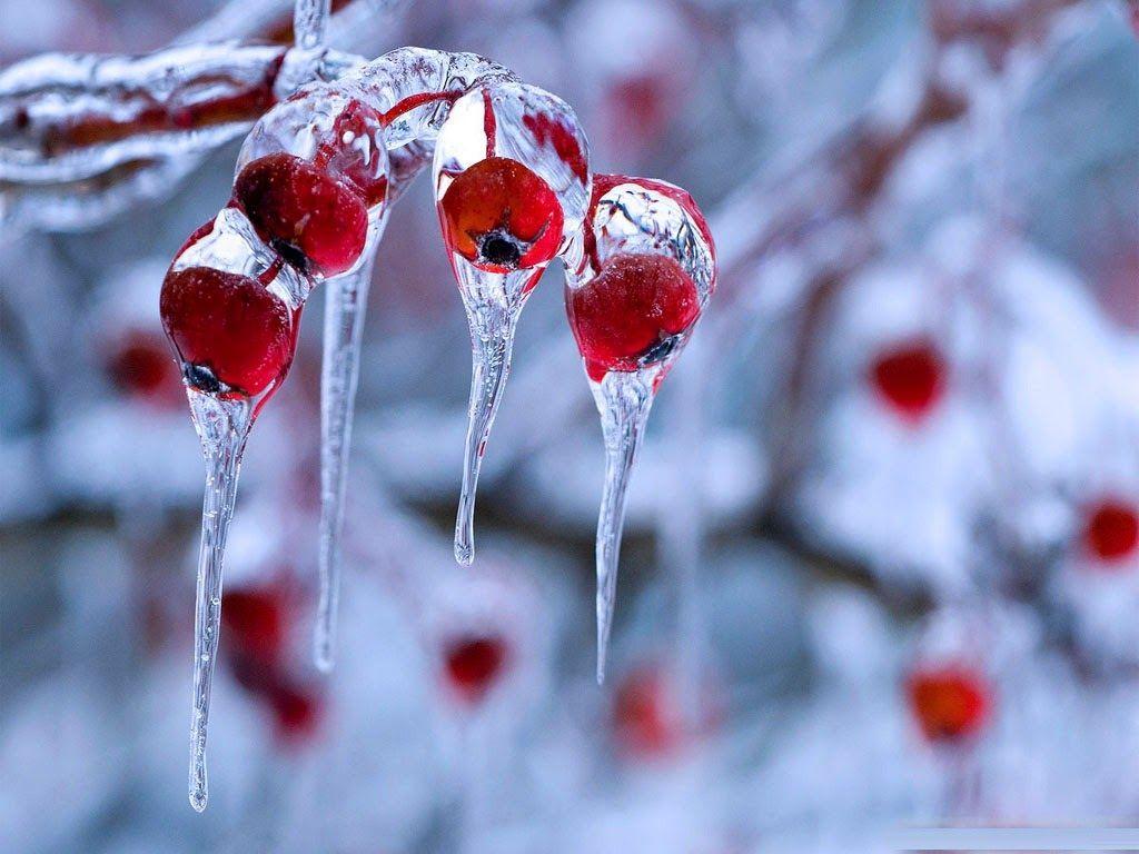 1024x768 Frozen Berries Wallpaper. Strawberries Daisies Wallpaper, Frozen Berries Wallpaper and Strawberries Still Life Wallpaper