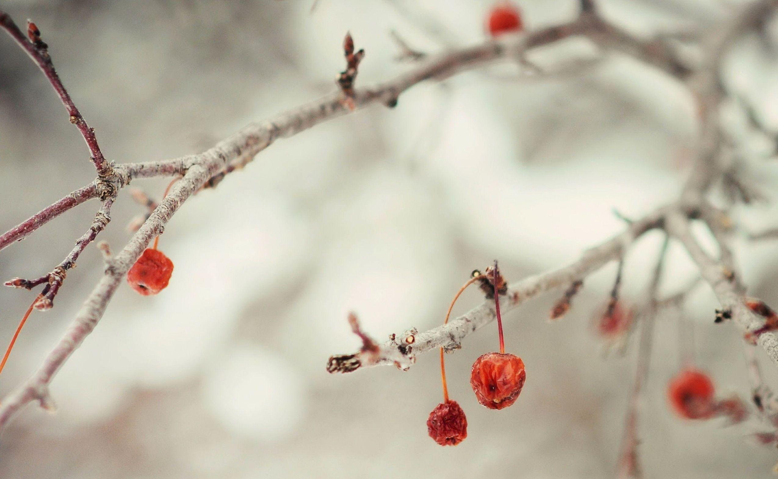 2550x1571 Winter Berries Branch Wallpaper