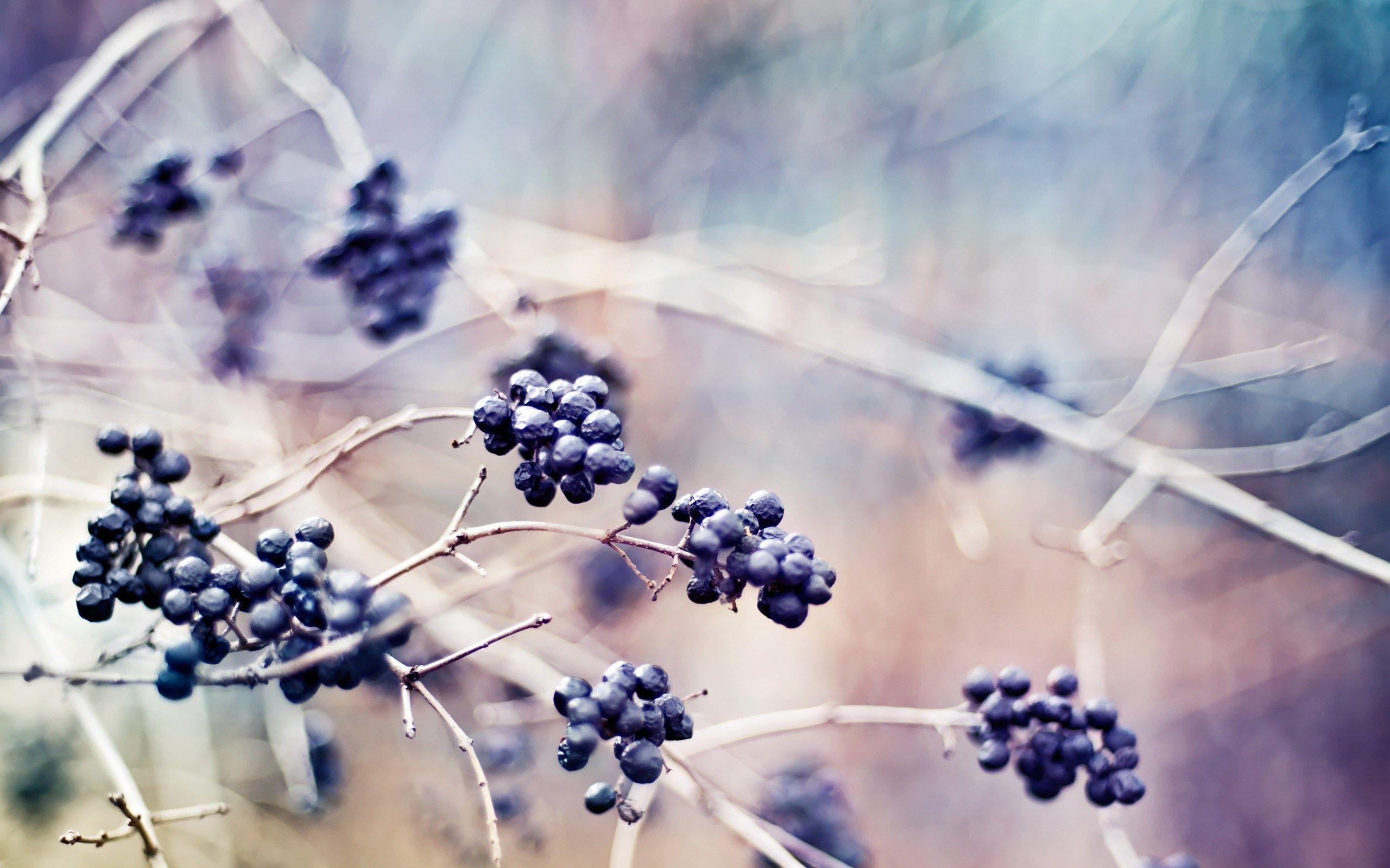 2560x1600 Berries Plants Branches Nature Macro Photo