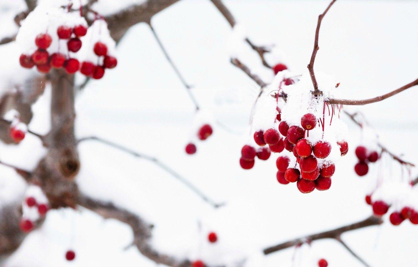1332x850 Wallpaper winter, macro, snow, branches, red, berries, background, tree, Wallpaper, wallpaper, widescreen, winter, background, snow, macro, tree image for desktop, section макро