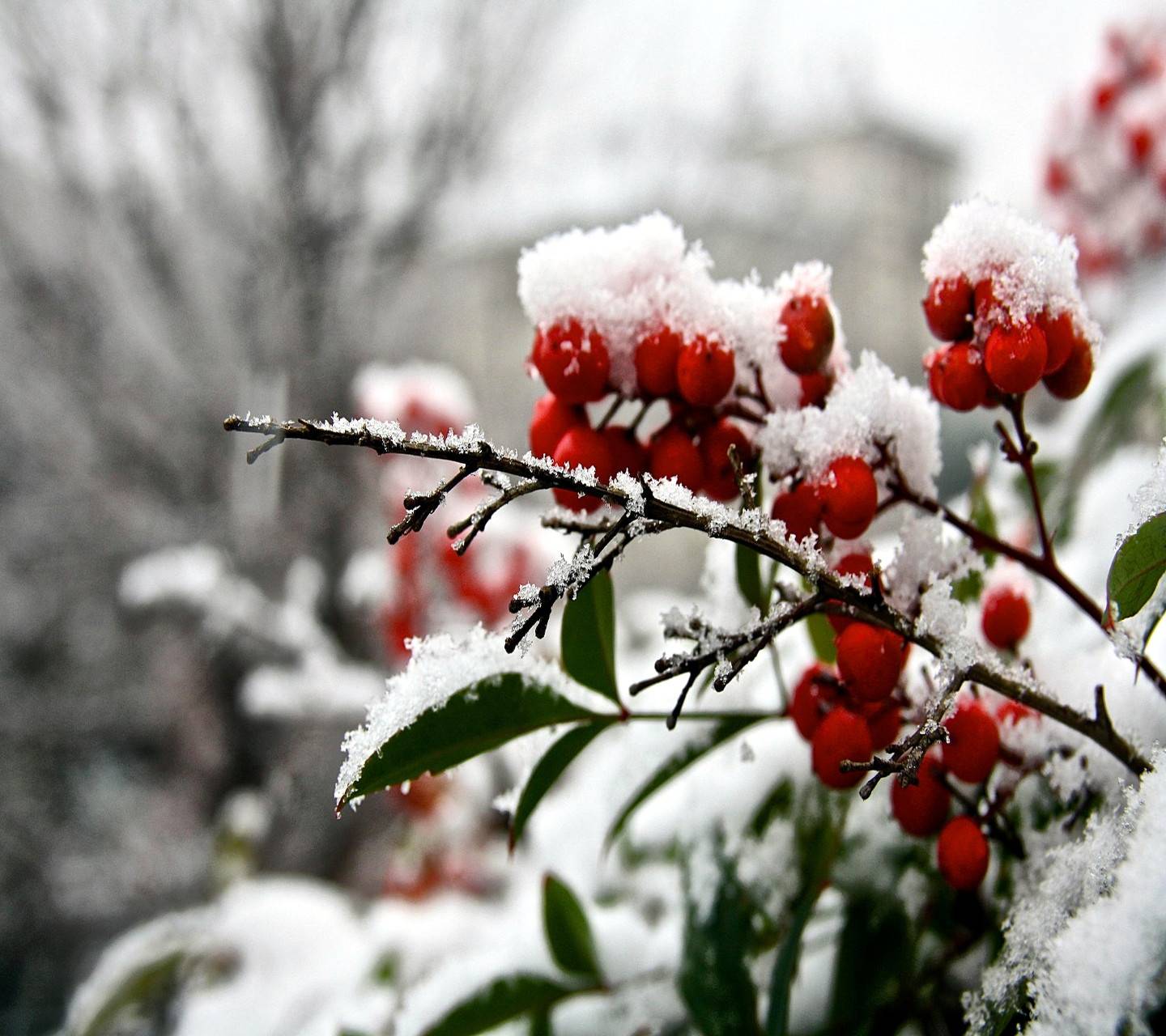 Winter Berries Wallpapers - Top Free Winter Berries Backgrounds ...