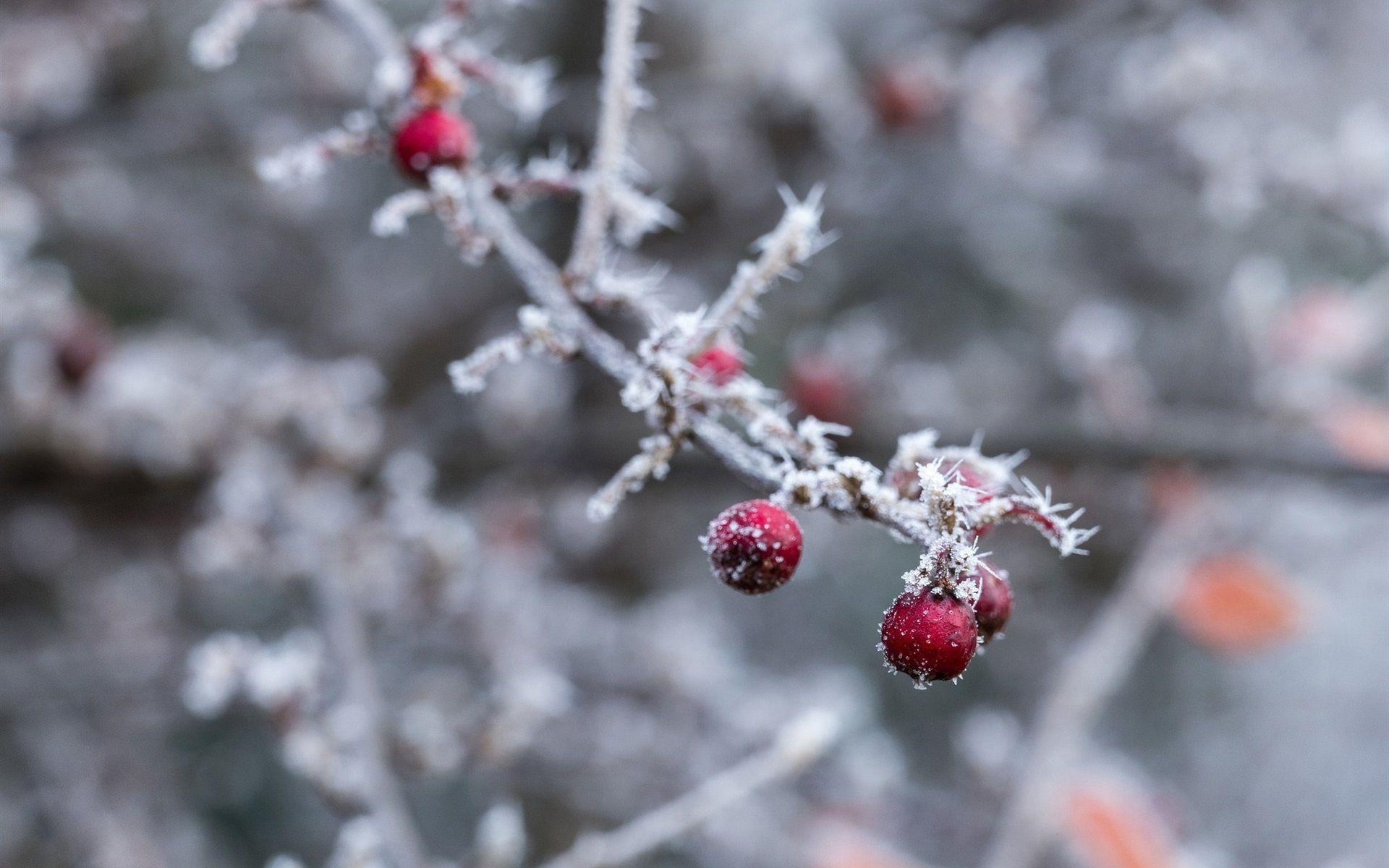 Winter Berries Wallpapers - Top Free Winter Berries Backgrounds