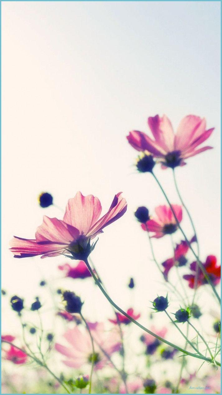713x1268 Floral IPhone 10 Plus Wallpaper For A Sunny Spring Preppy Wallpaper iPhone
