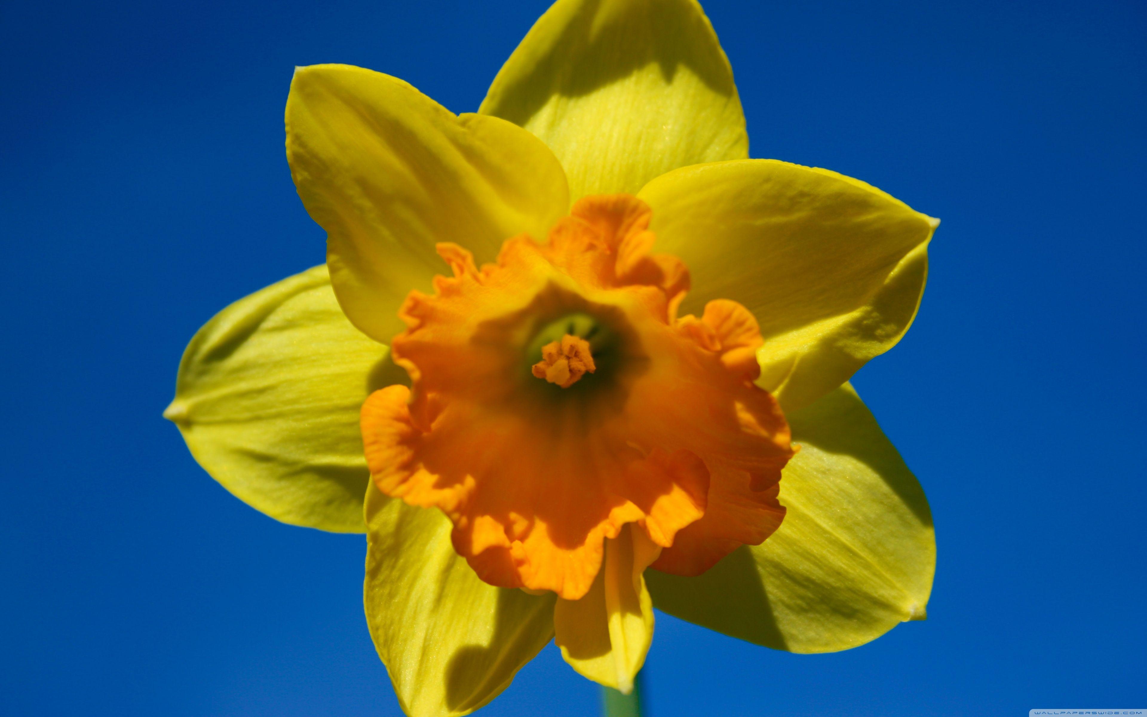 3840x2400 Sunny Spring Ultra HD Desktop Background Wallpaper for 4K UHD TV : Widescreen & UltraWide Desktop & Laptop : Tablet