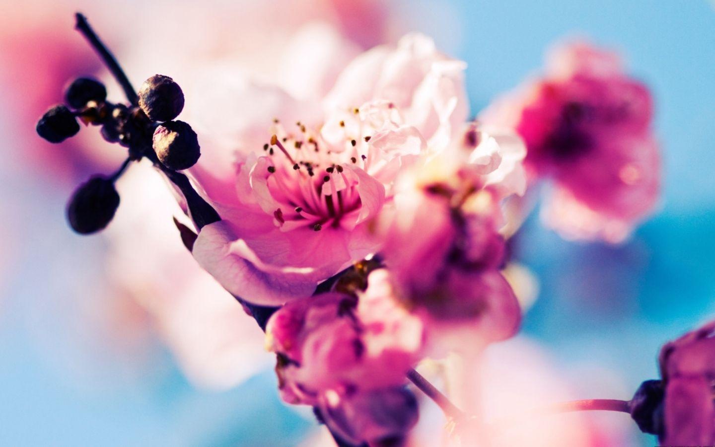 1440x900 Pink Chrome Wallpaper. Cherry blossom wallpaper, Spring wallpaper, Cherry blossom picture