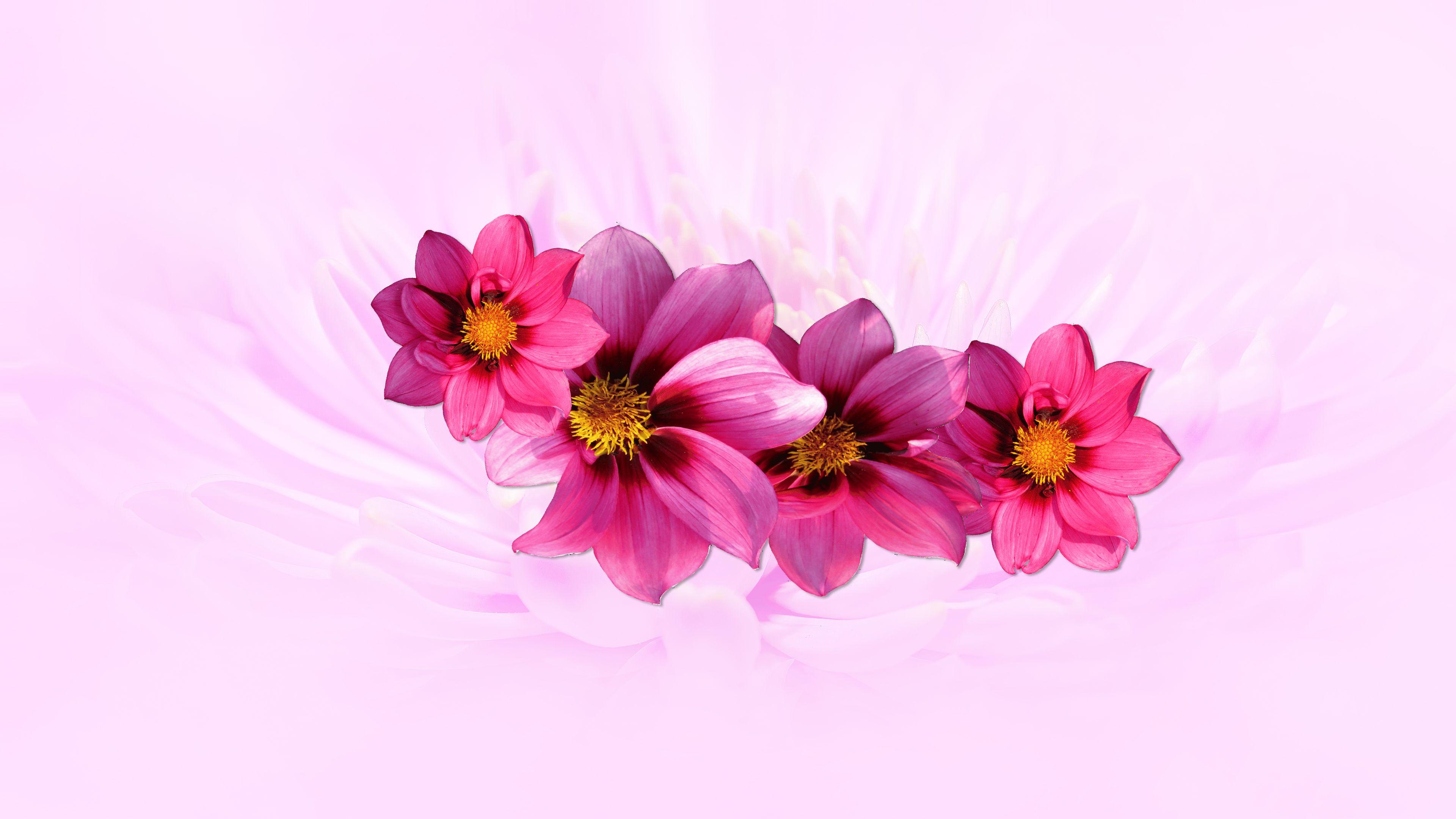 3840x2160 Pink Wallpaper Chromebook