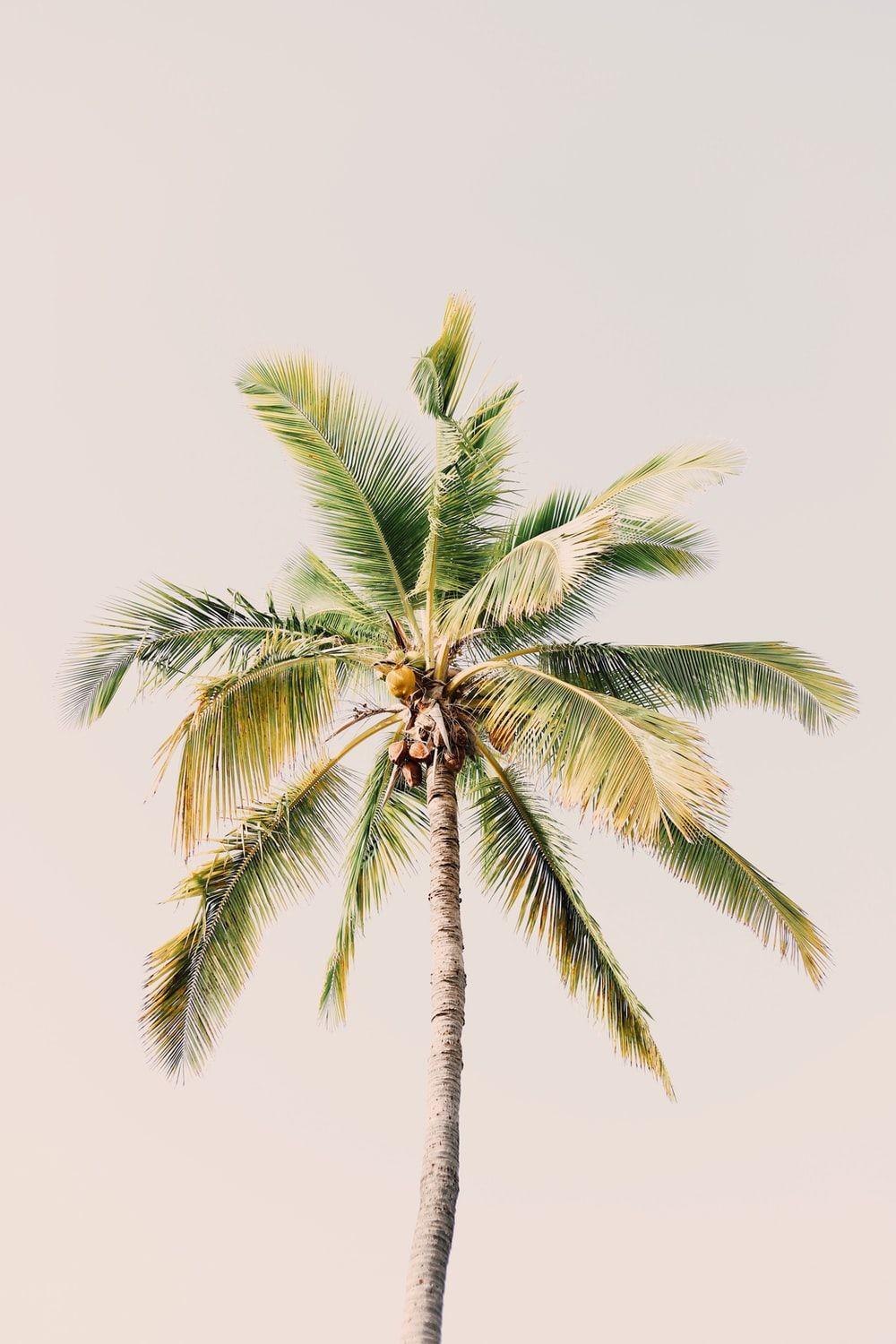 1000x1500 Palm Tree Picture [HD]. Download Free Image