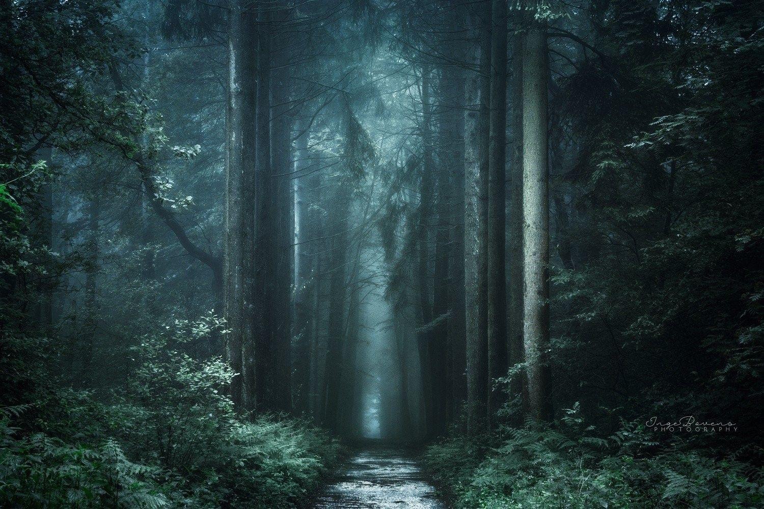 1500x1000 Free , Fall, Path, Photography, Trees, mobile Wallpaper, Wallpaper, Landscape, Plants, Tumblr, nature Forest, Dark