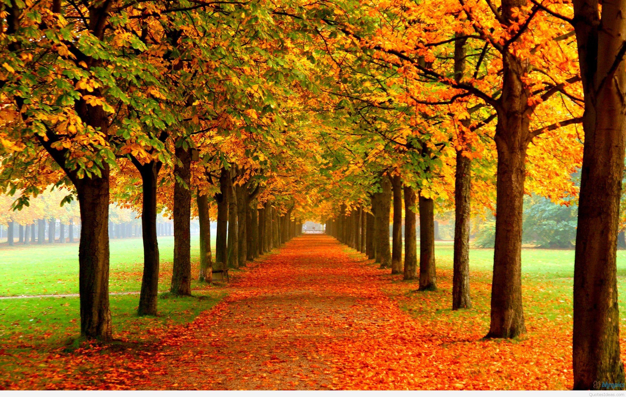2560x1627 Fall background TumblrDownload free cool HD background for desktop, mobile, laptop in any resolution: desktop, Android, iPhone, iPad 1920x 1366x 360x 1024x768 etc. WallpaperTag