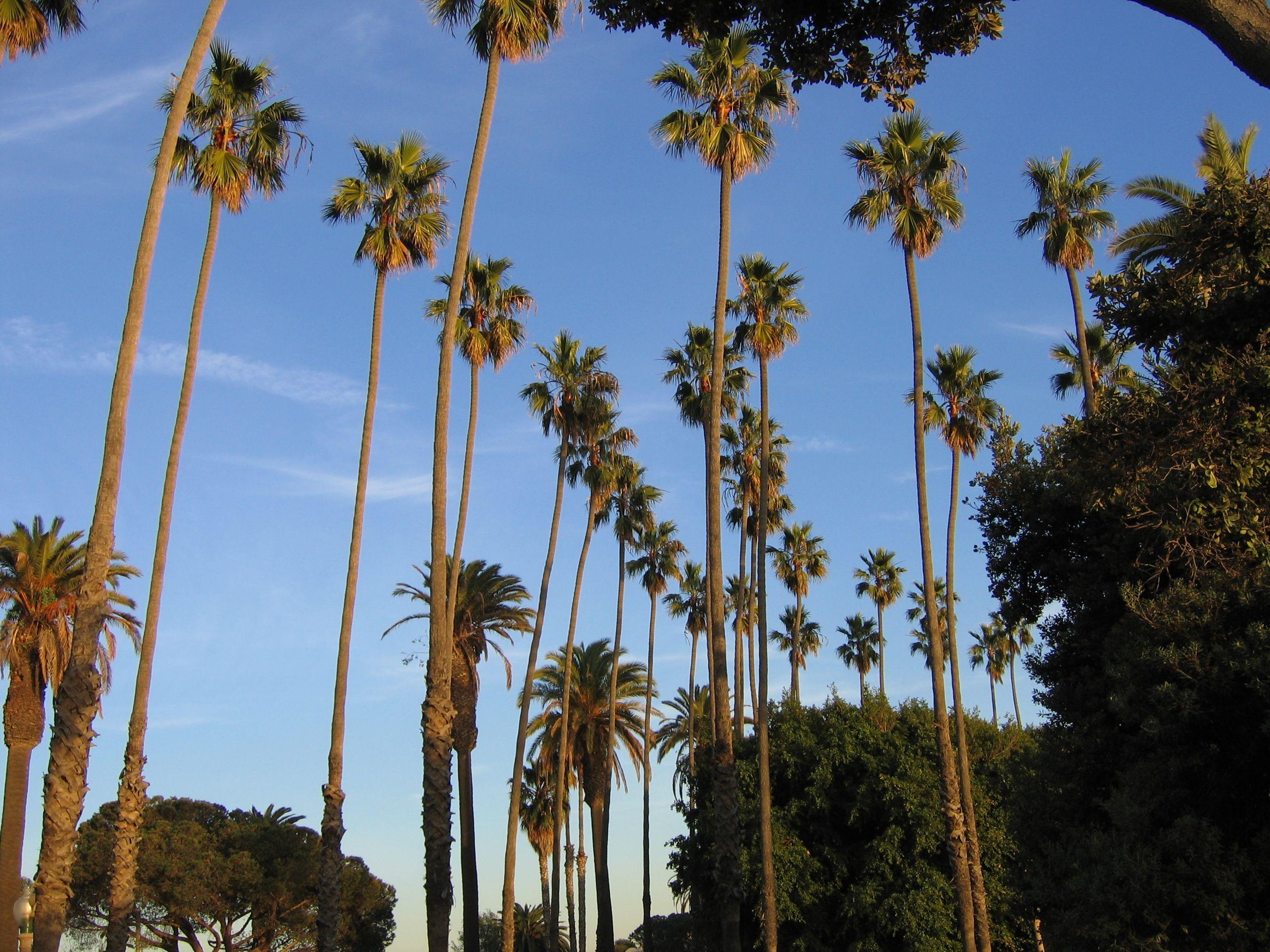 2592x1944 California Palm Trees Wallpaper
