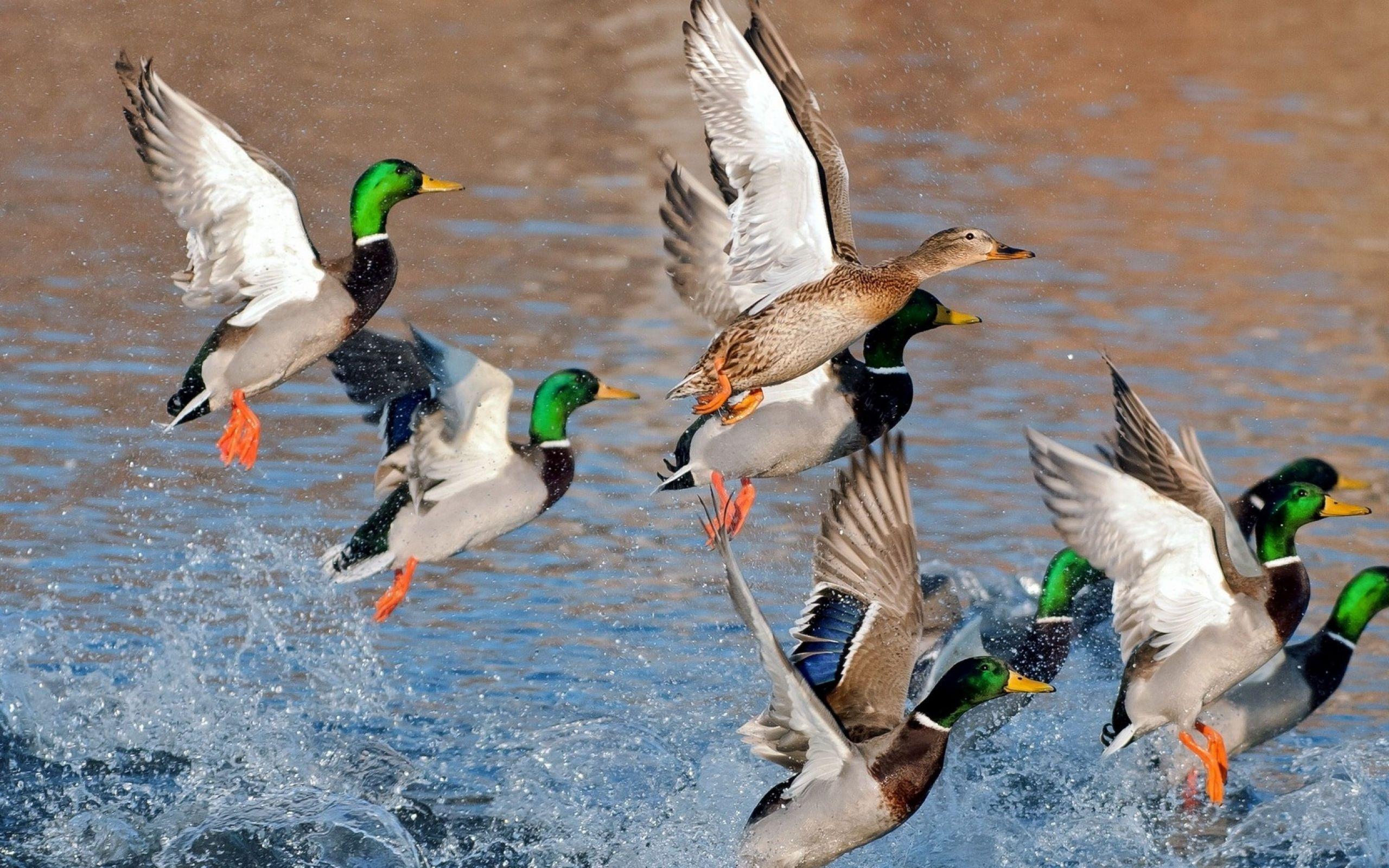 2560x1600 Mallard Wallpaper Animal Spot