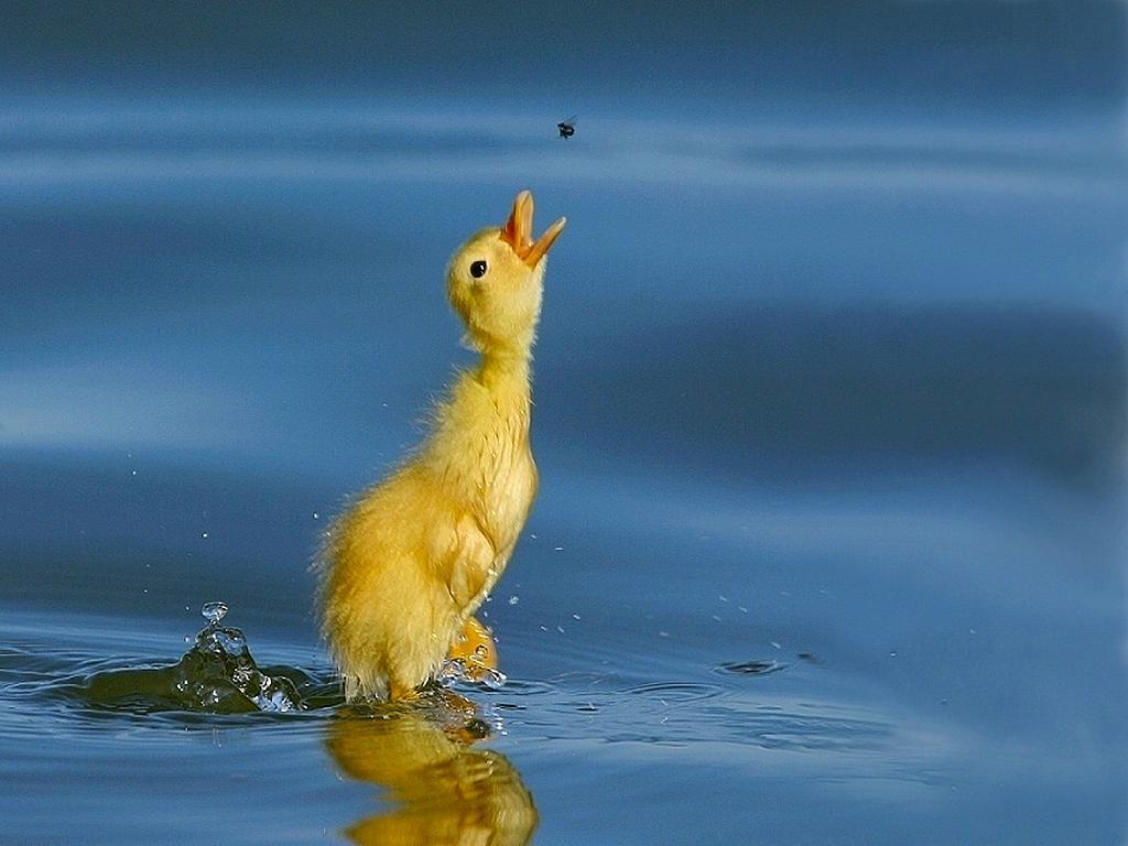 1024x768 Photos Collection: Duck Desktop Wallpaper for PC & Mac, Tablet
