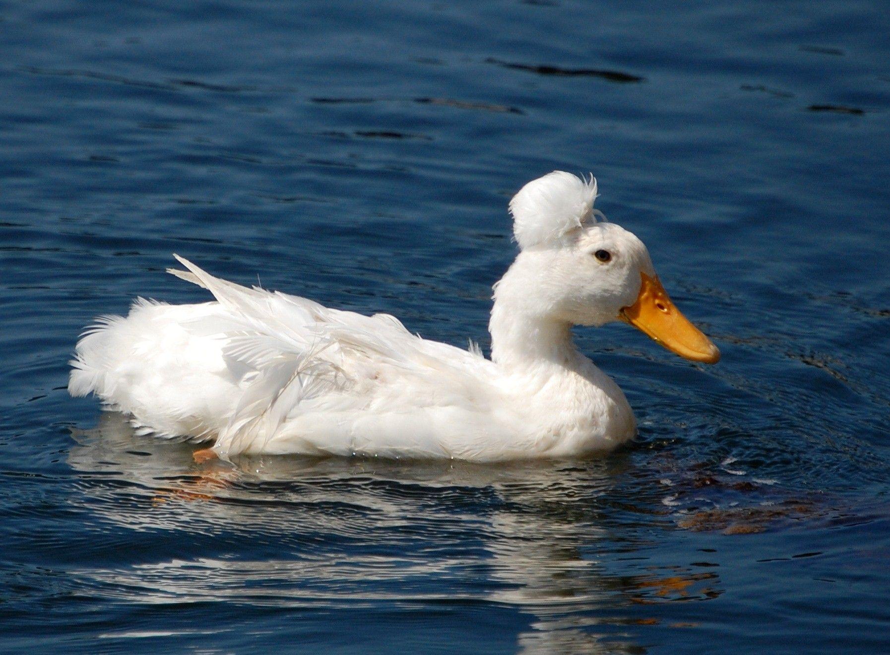 desktop duck