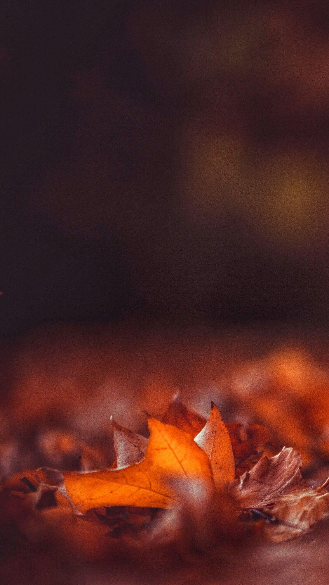 1127x2000 Nature Photography. Fall picture, Unique photography, Tumblr photography