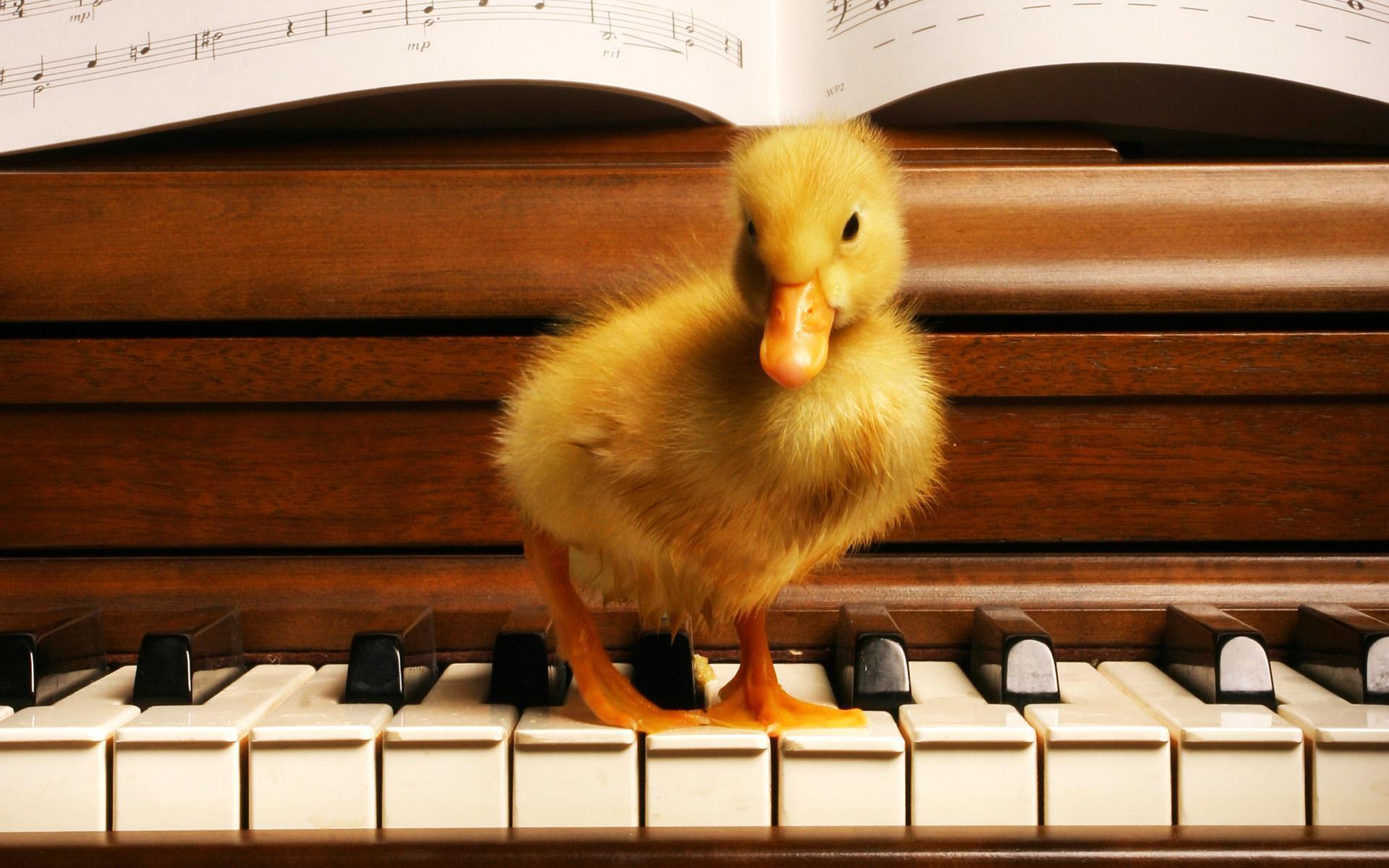 1920x1200 Cute Musician Duck HD desktop wallpaper : Widescreen : High