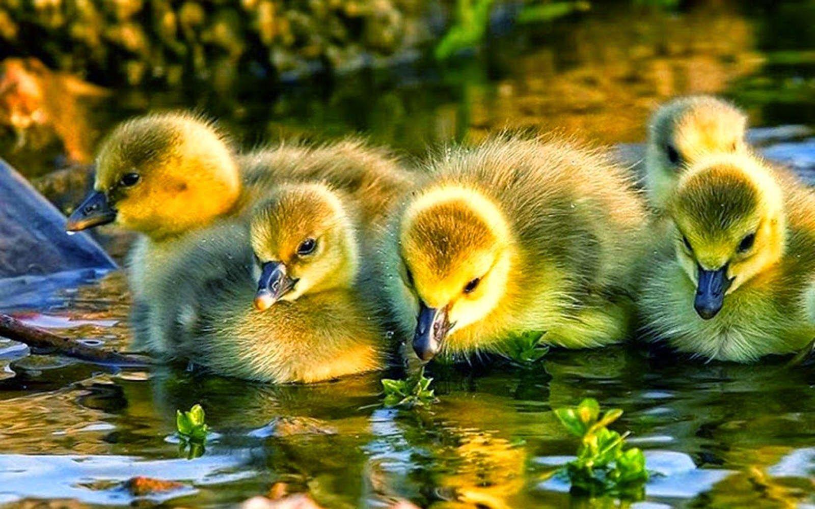 1600x1000 wallpaper: Duck Wallpaper
